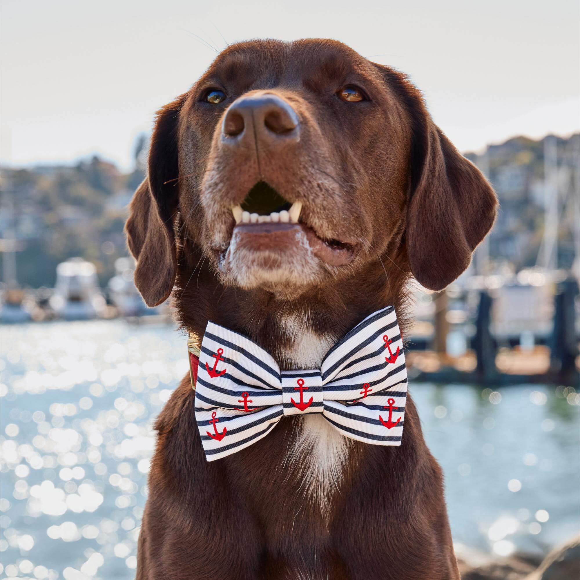 Anchor Embroidered Dog Bow Tie - Image 3