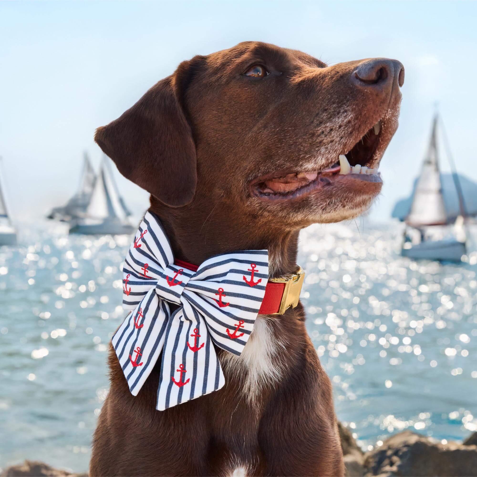 Anchor Embroidered Lady Bow Collar - Image 4