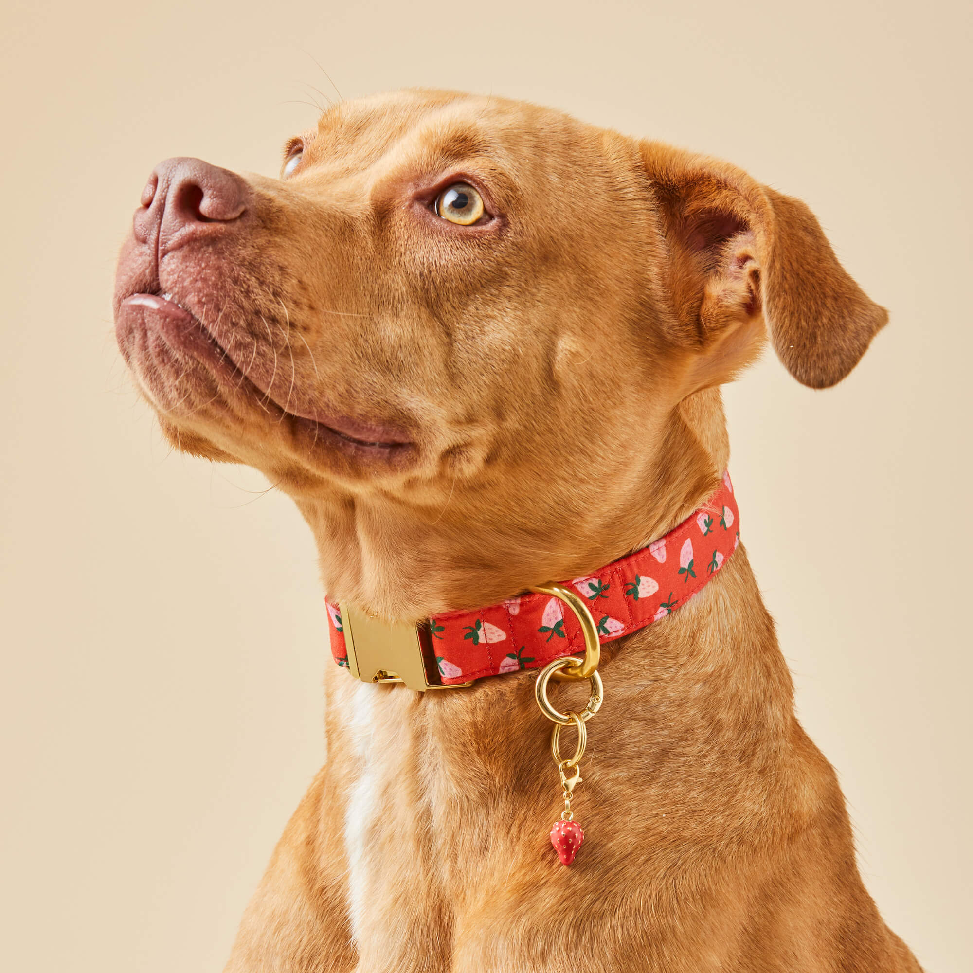 Berry Sweet Dog Collar - Image 5