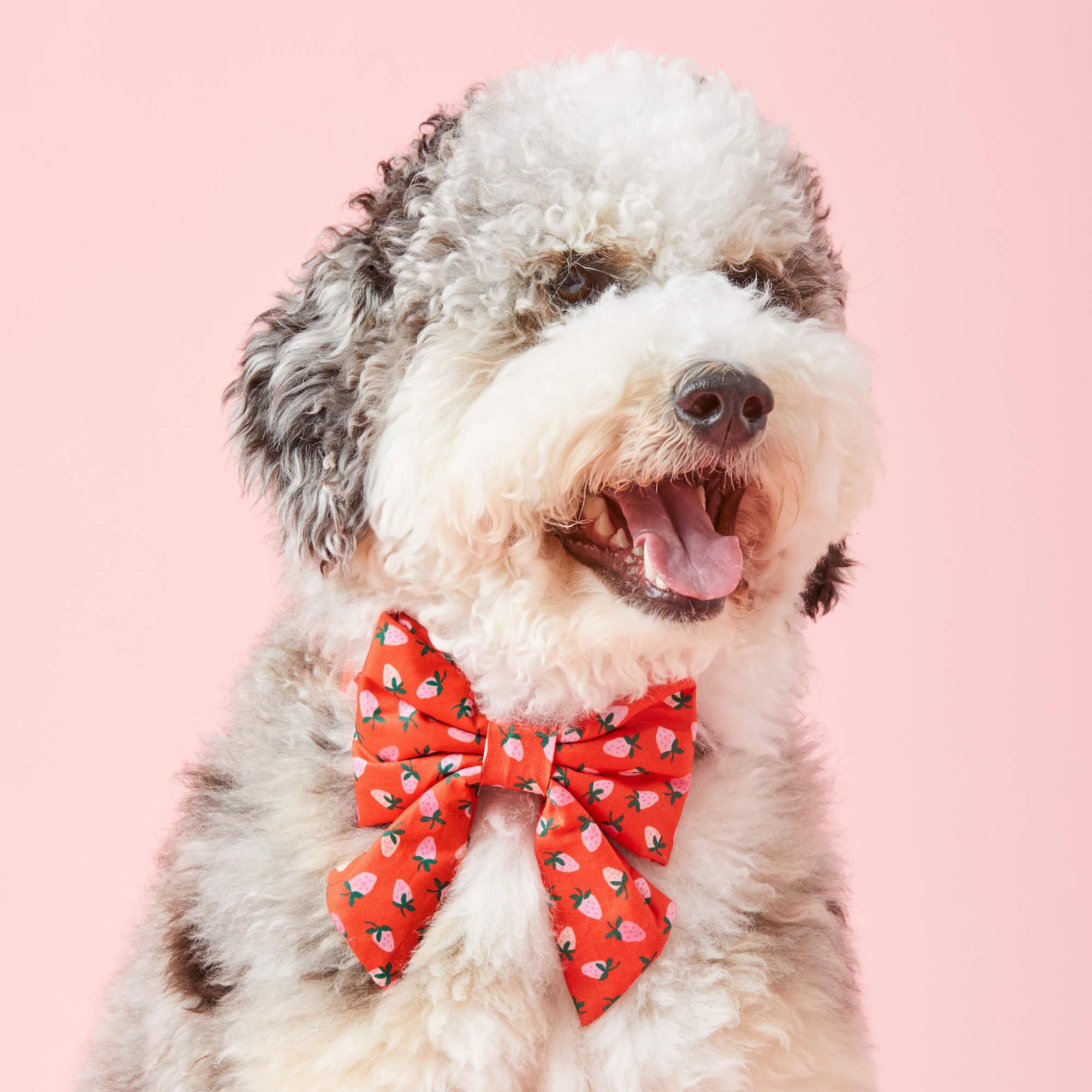 Berry Sweet Lady Dog Bow - Image 4