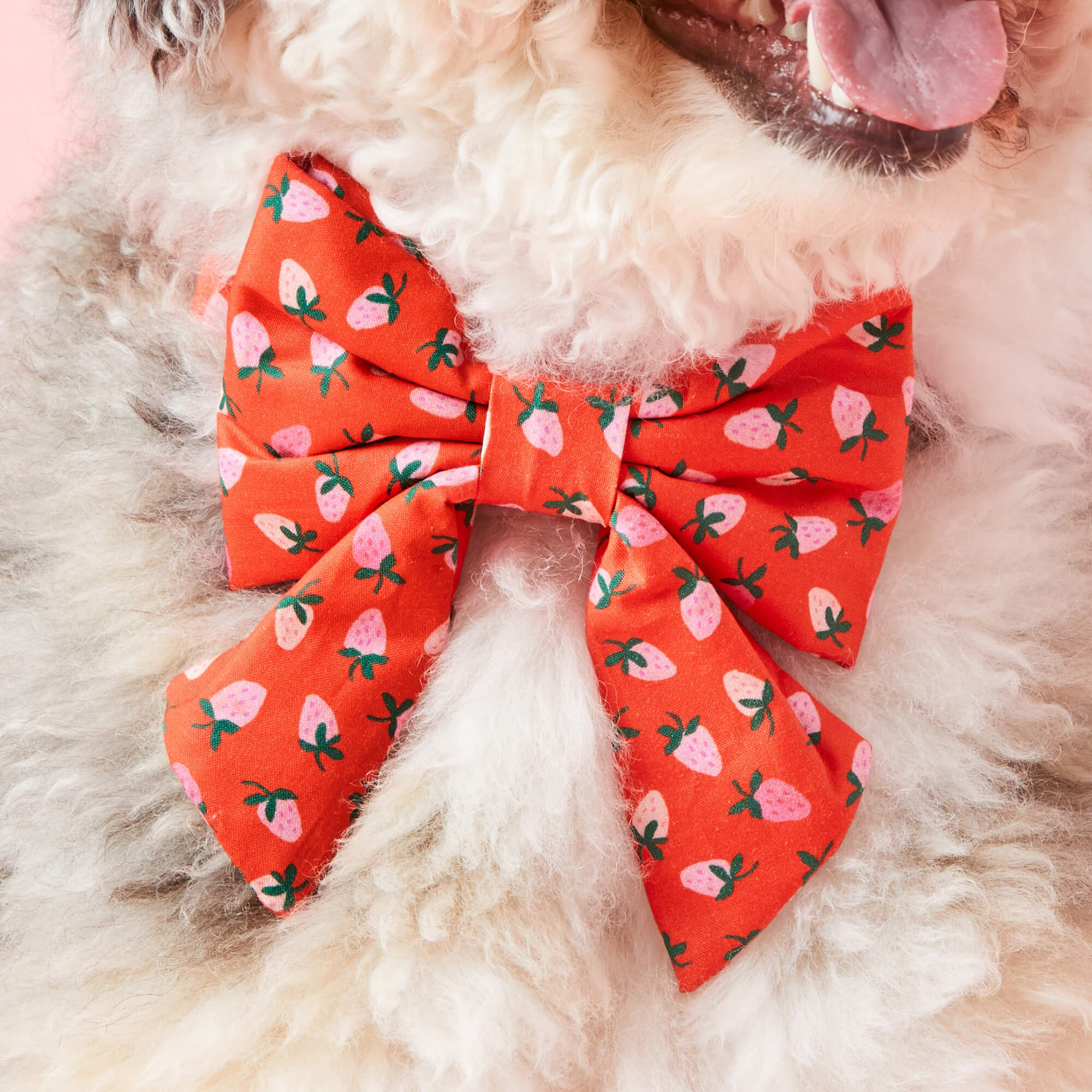 Berry Sweet Lady Dog Bow - Image 5