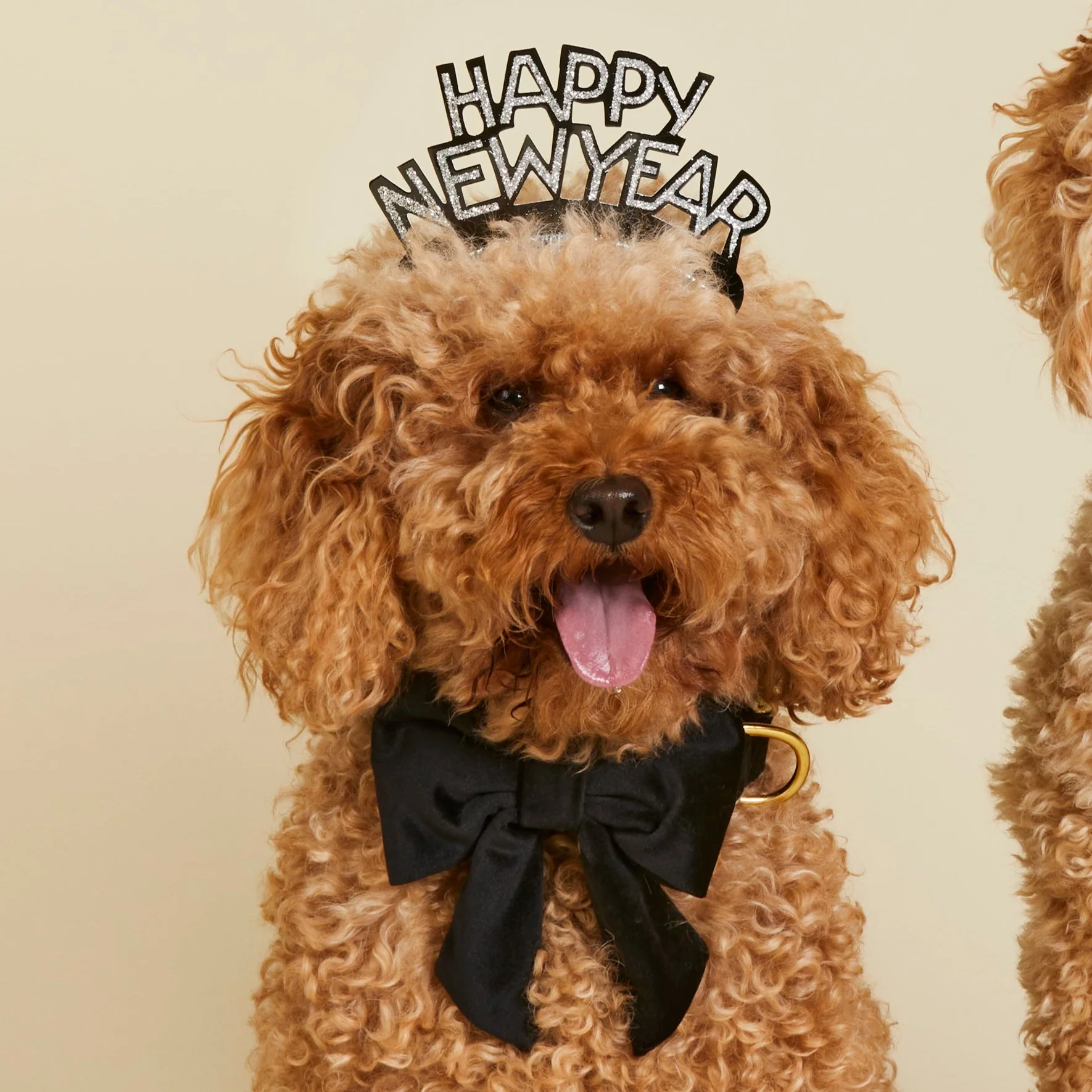 Black Velvet Lady Dog Bow - Image 4