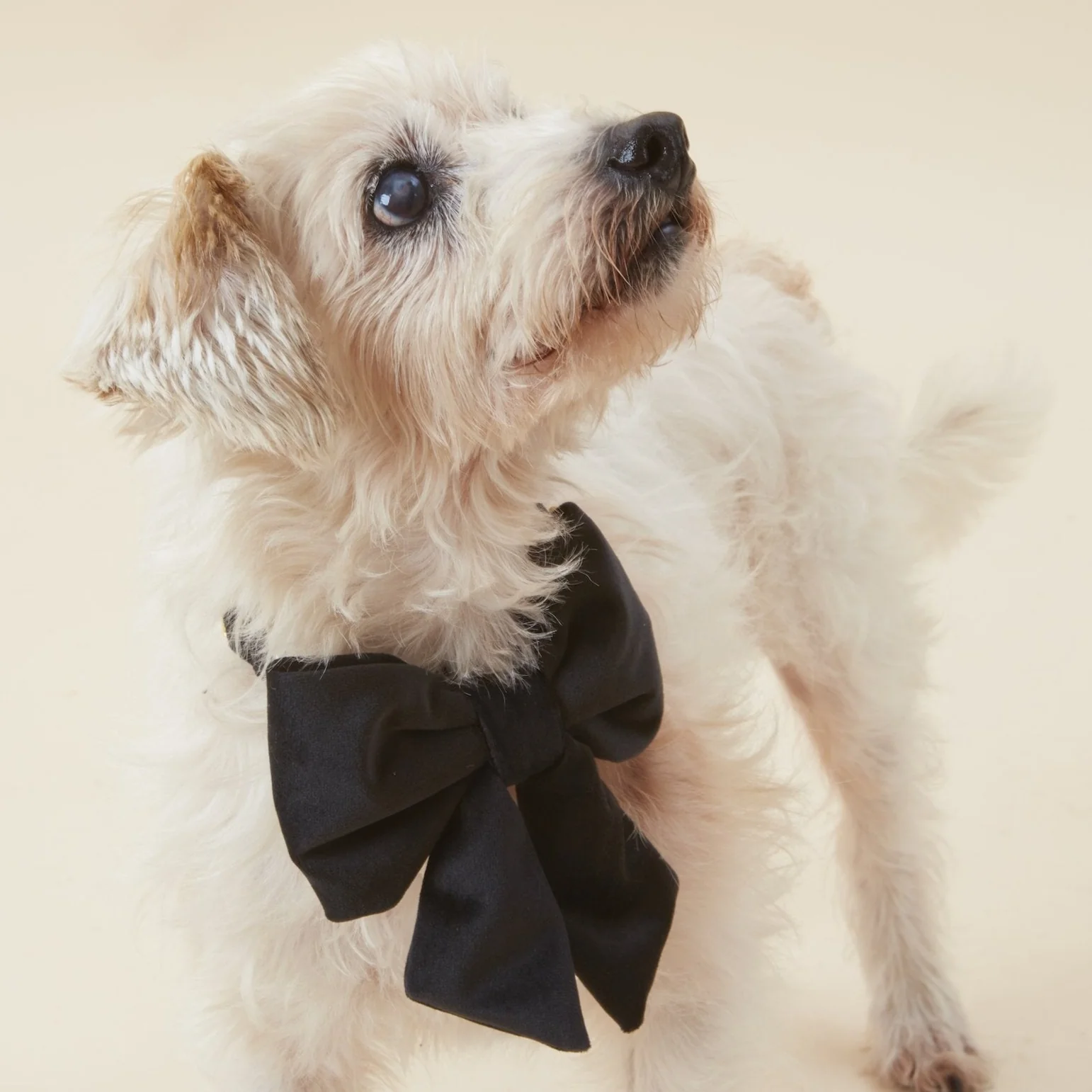 Black Velvet Lady Dog Bow - Image 5