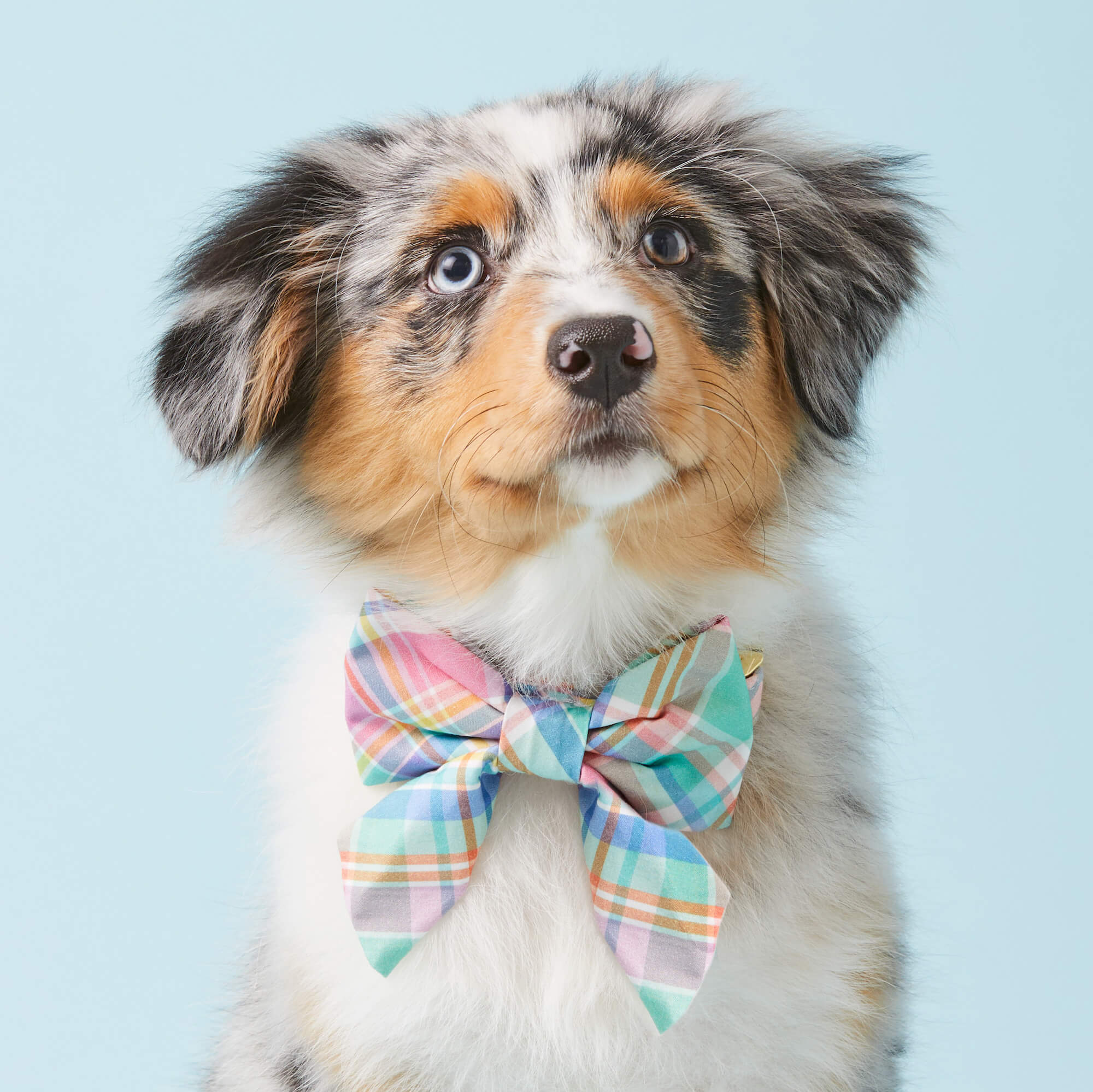 Blooming Plaid Lady Dog Bow - Image 3