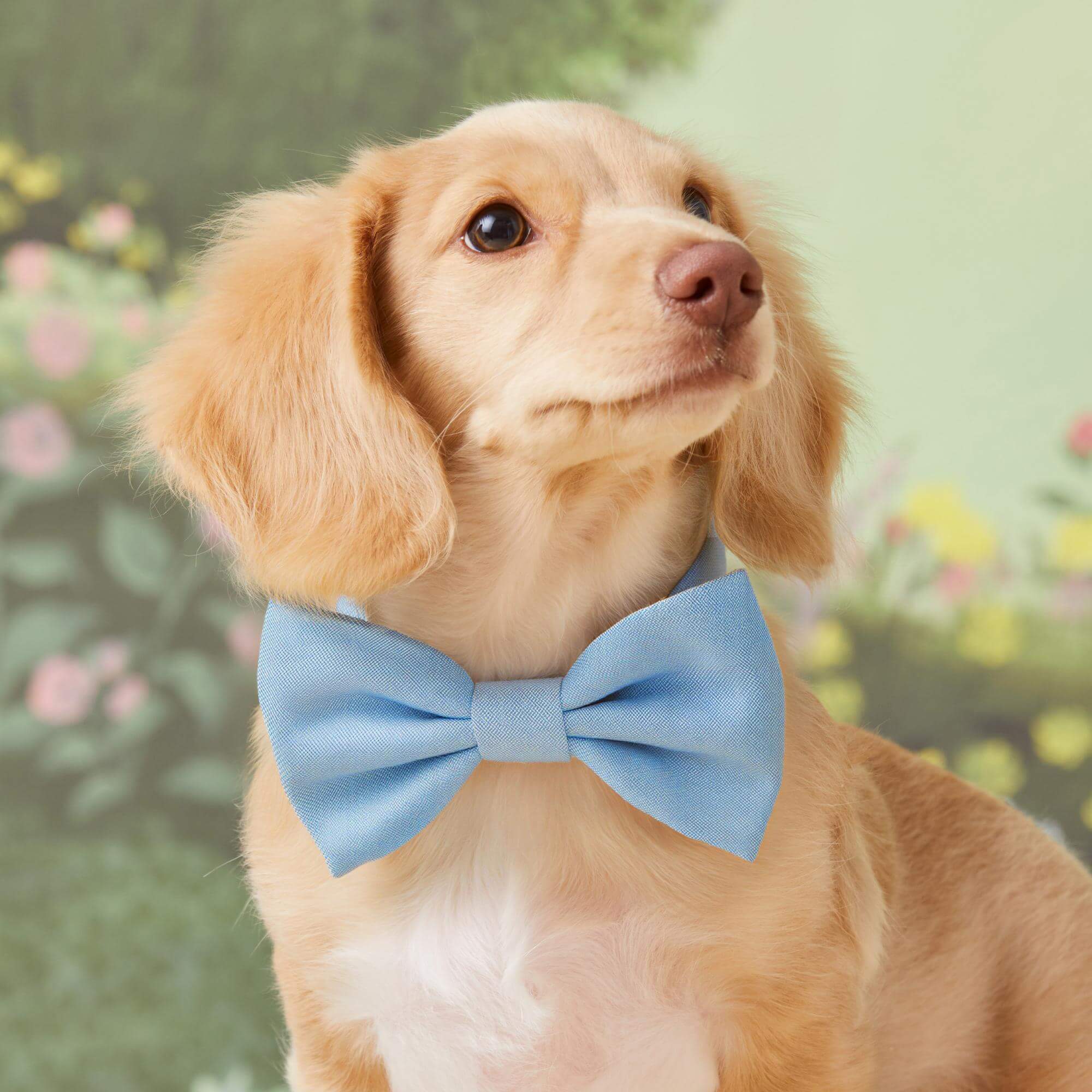Blue Chambray Bow Tie Collar - Image 4