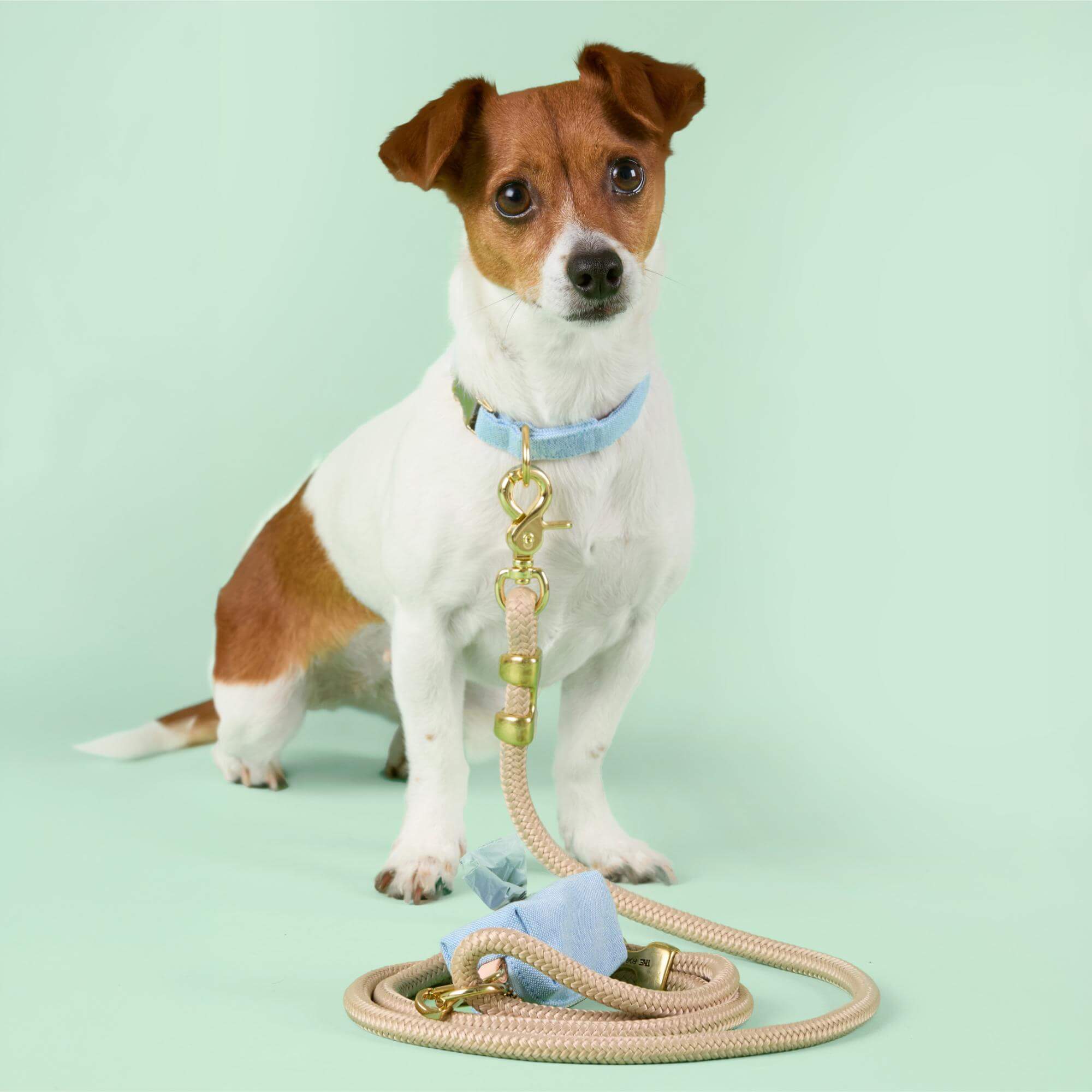 Blue Chambray Collar Walk Set - Image 4