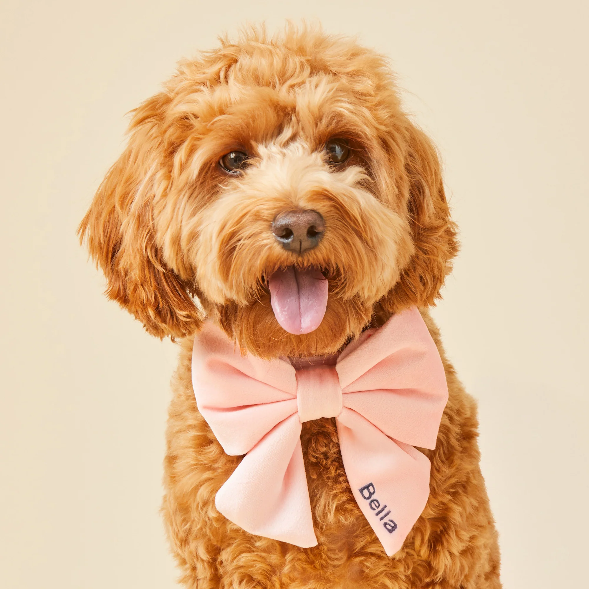 Blush Pink Velvet Lady Bow Collar - Image 3