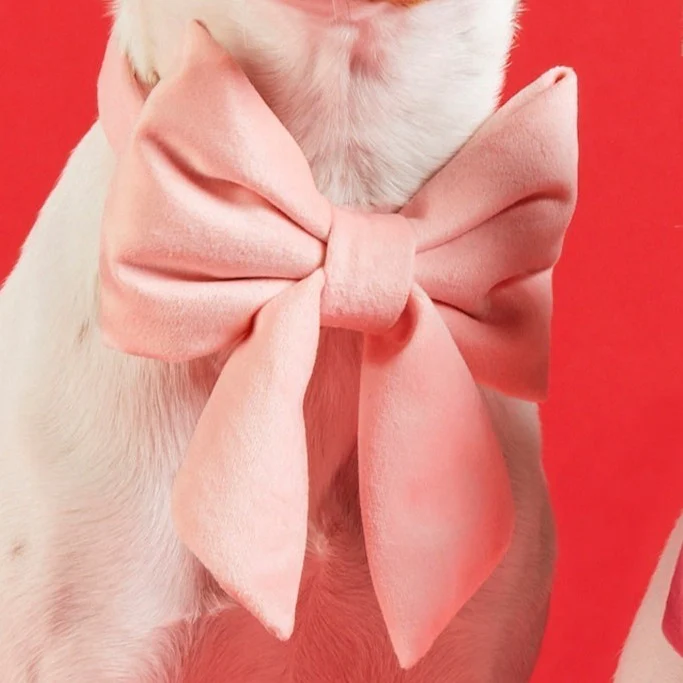 Blush Pink Velvet Lady Dog Bow - Image 5