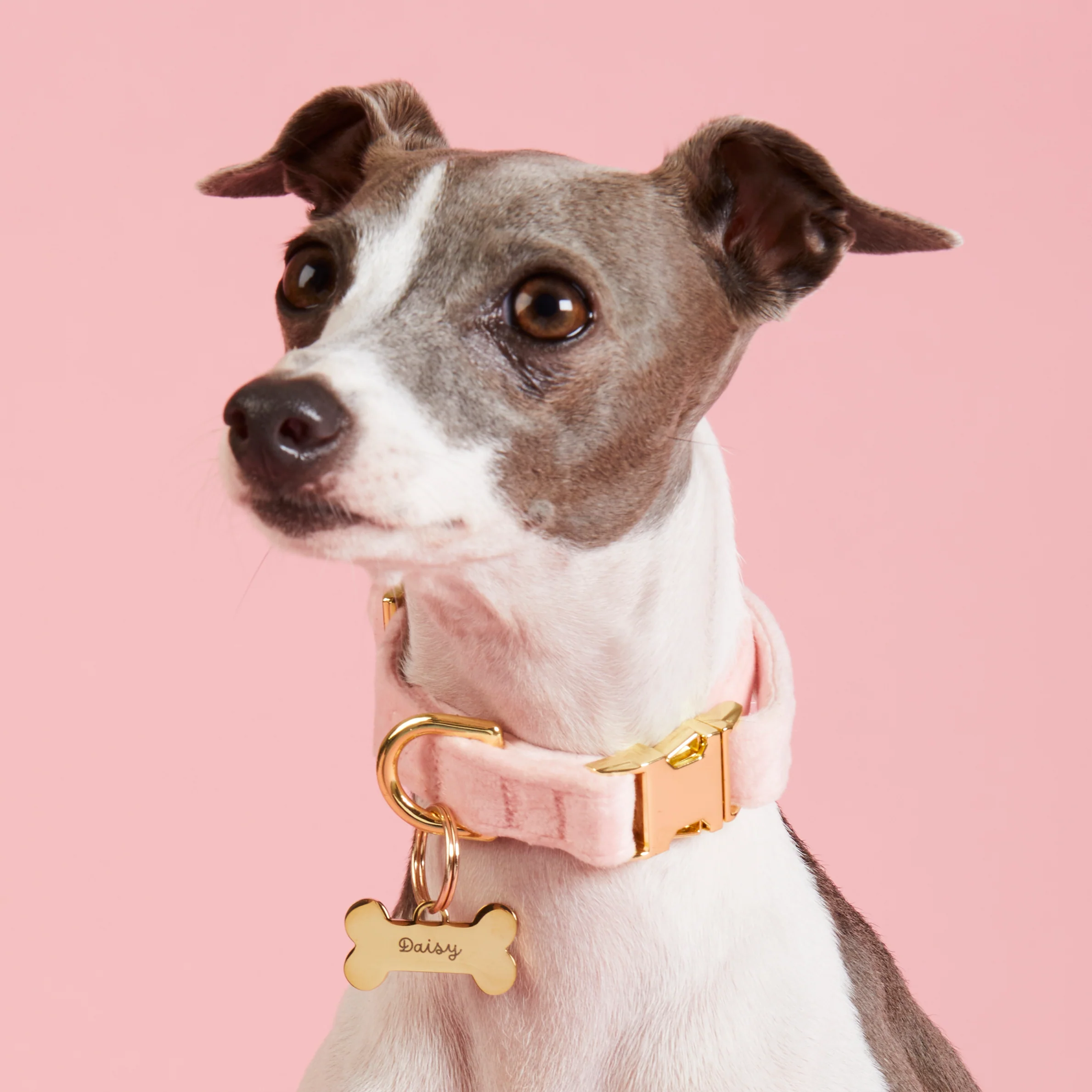 Bone Pet ID Tag - Image 10