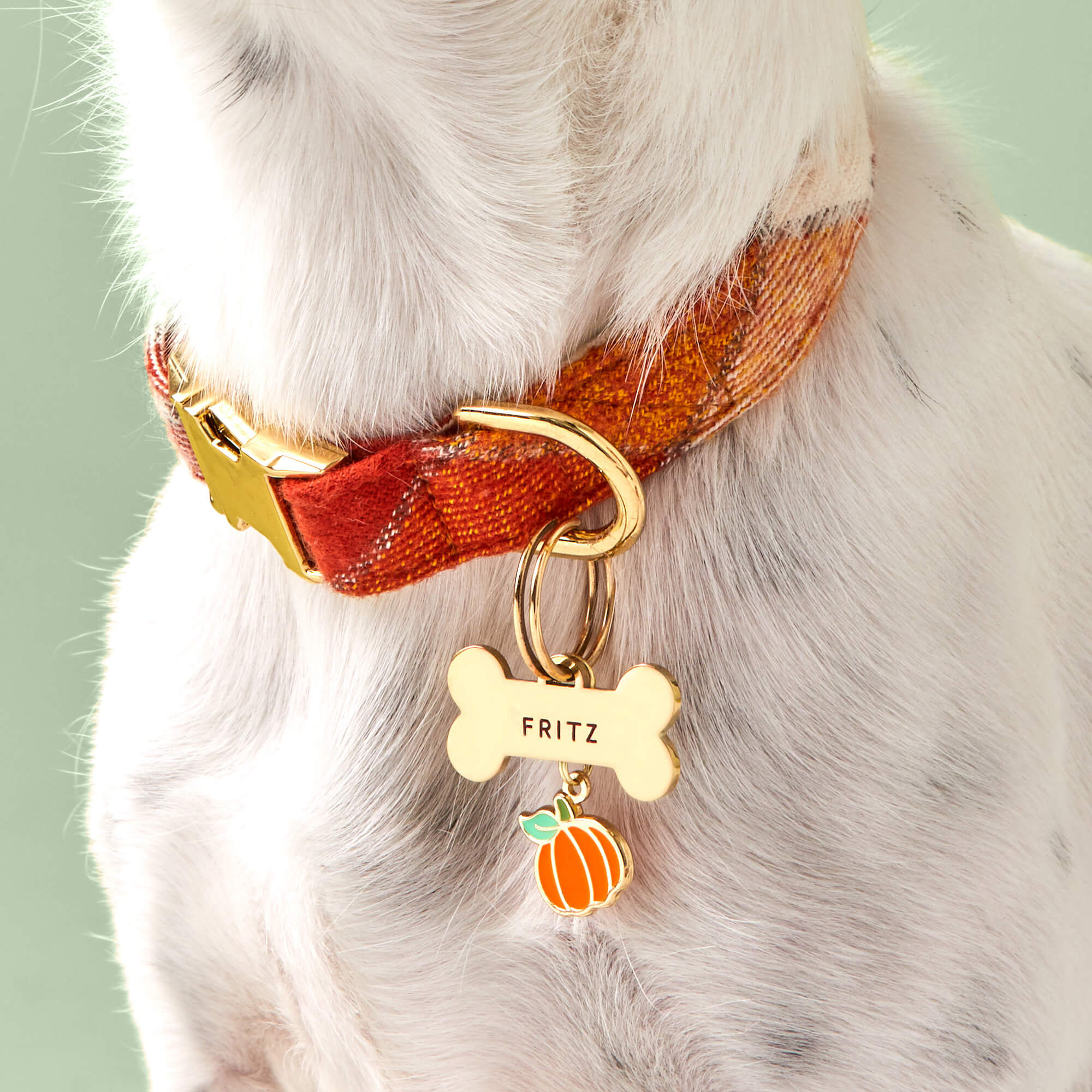 Bone Pet ID Tag - Image 8