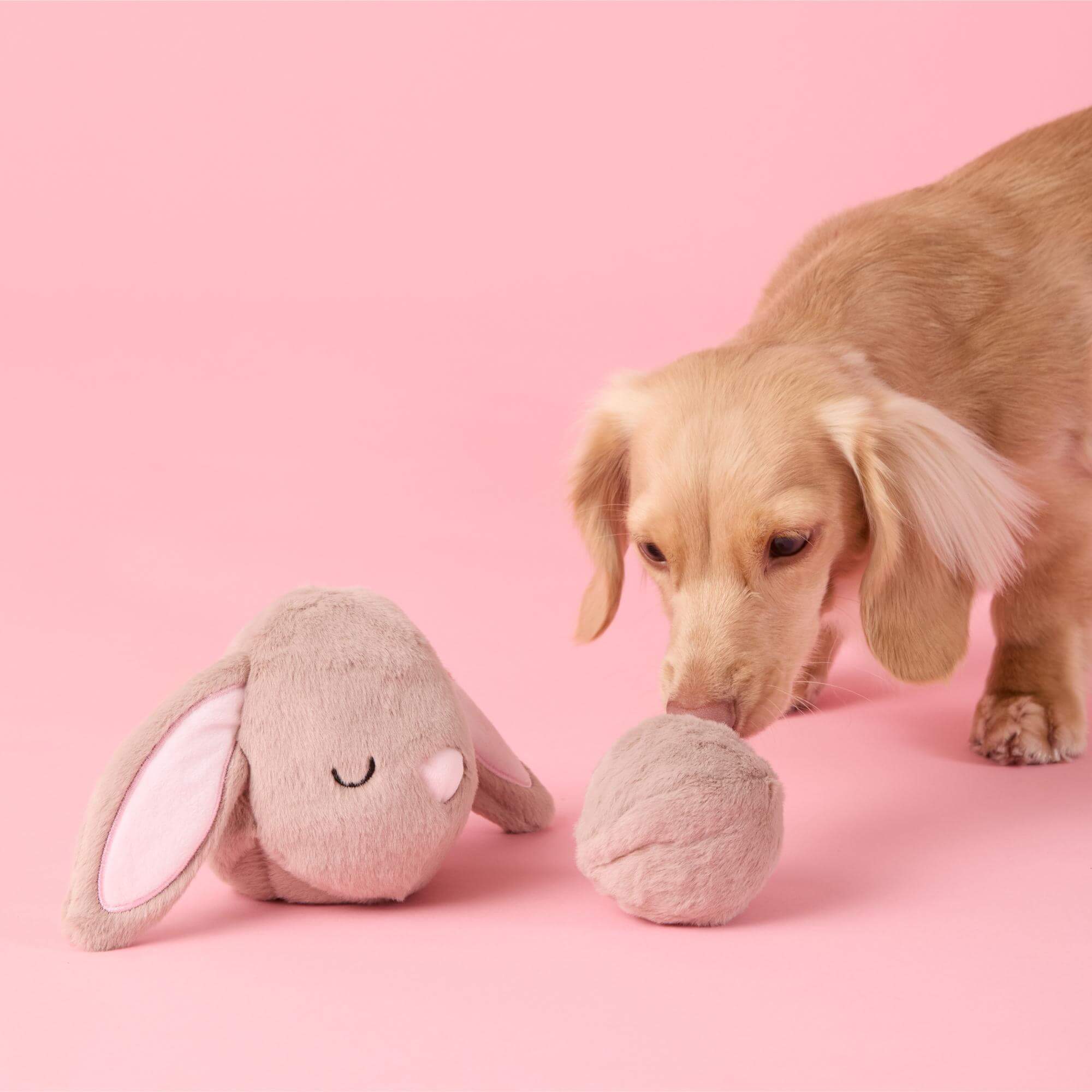 Bunny 2-in-1 Bounce Dog Toy - Image 4