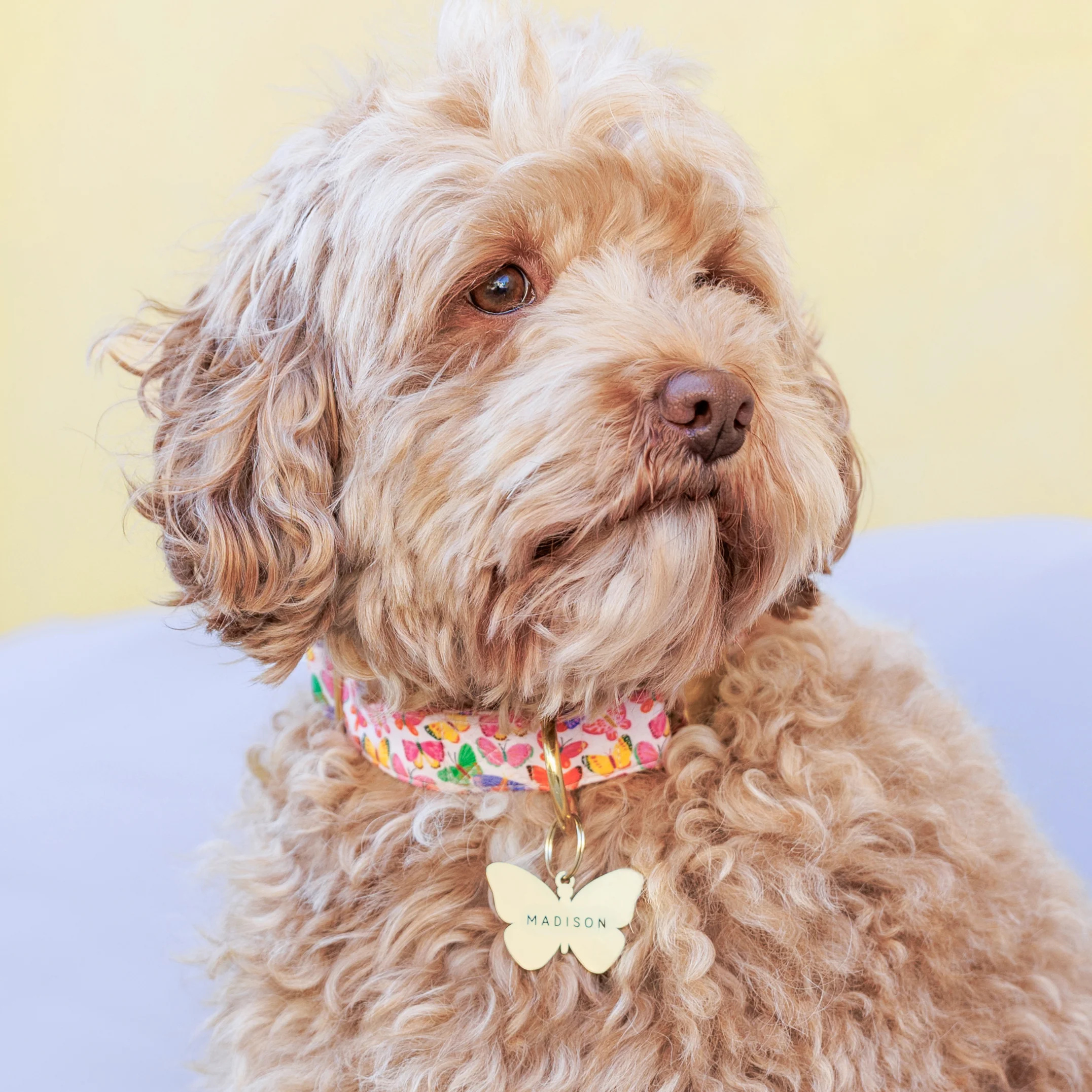 Butterfly Pet ID Tag - Image 6