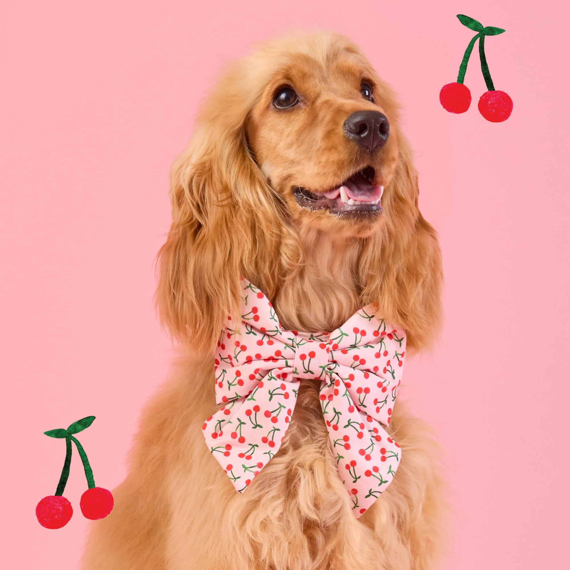 Cherry Jubilee Lady Dog Bow - Image 3