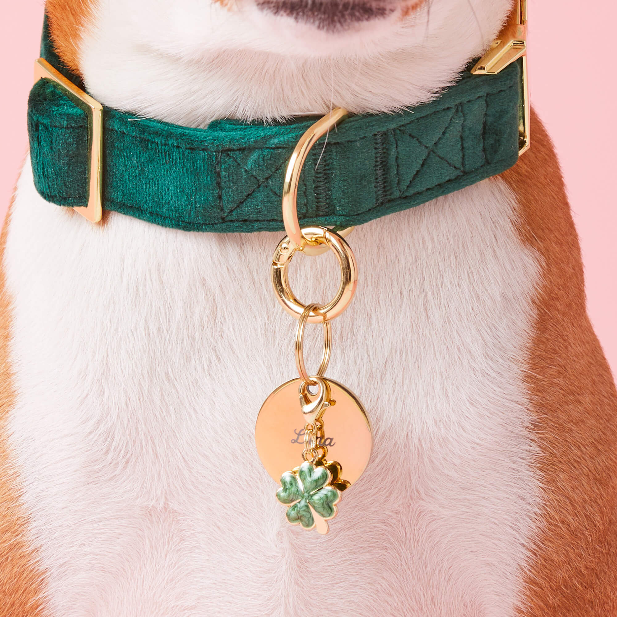 Circle Pet ID Tag - Image 5