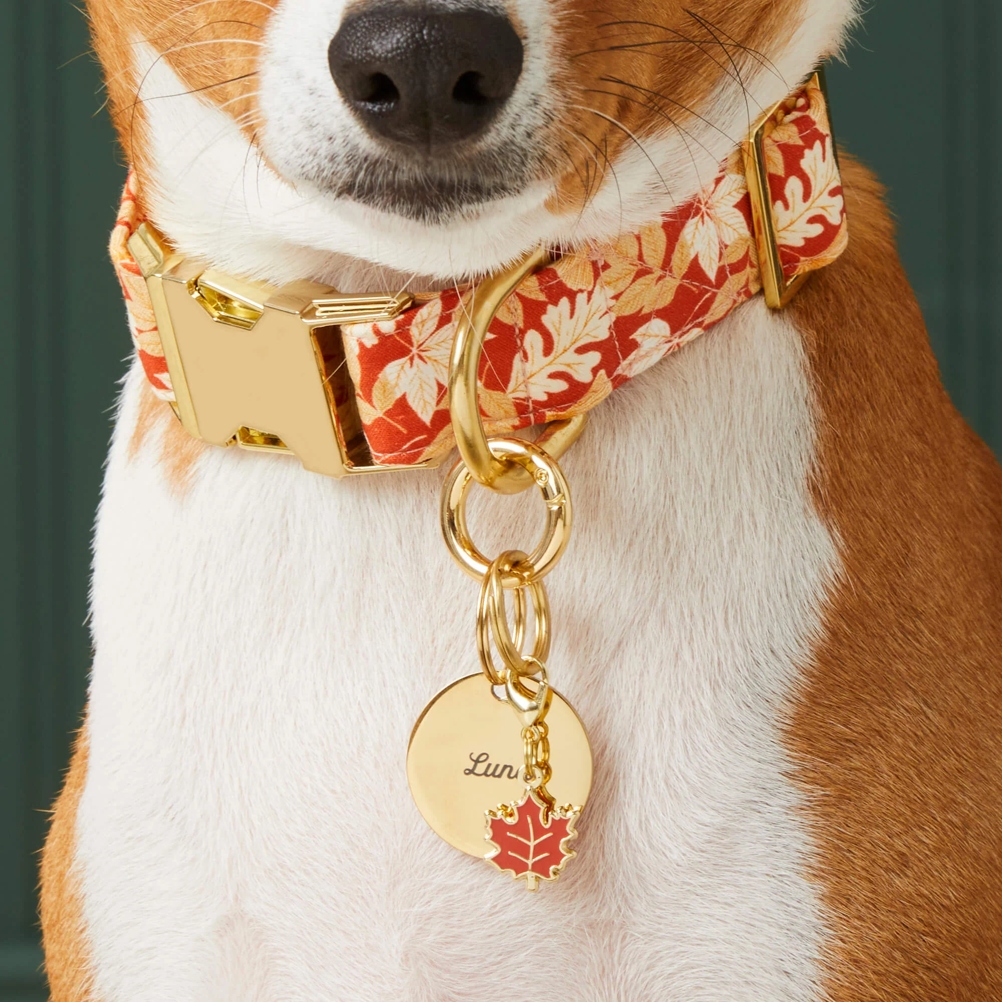 Circle Pet ID Tag - Image 6