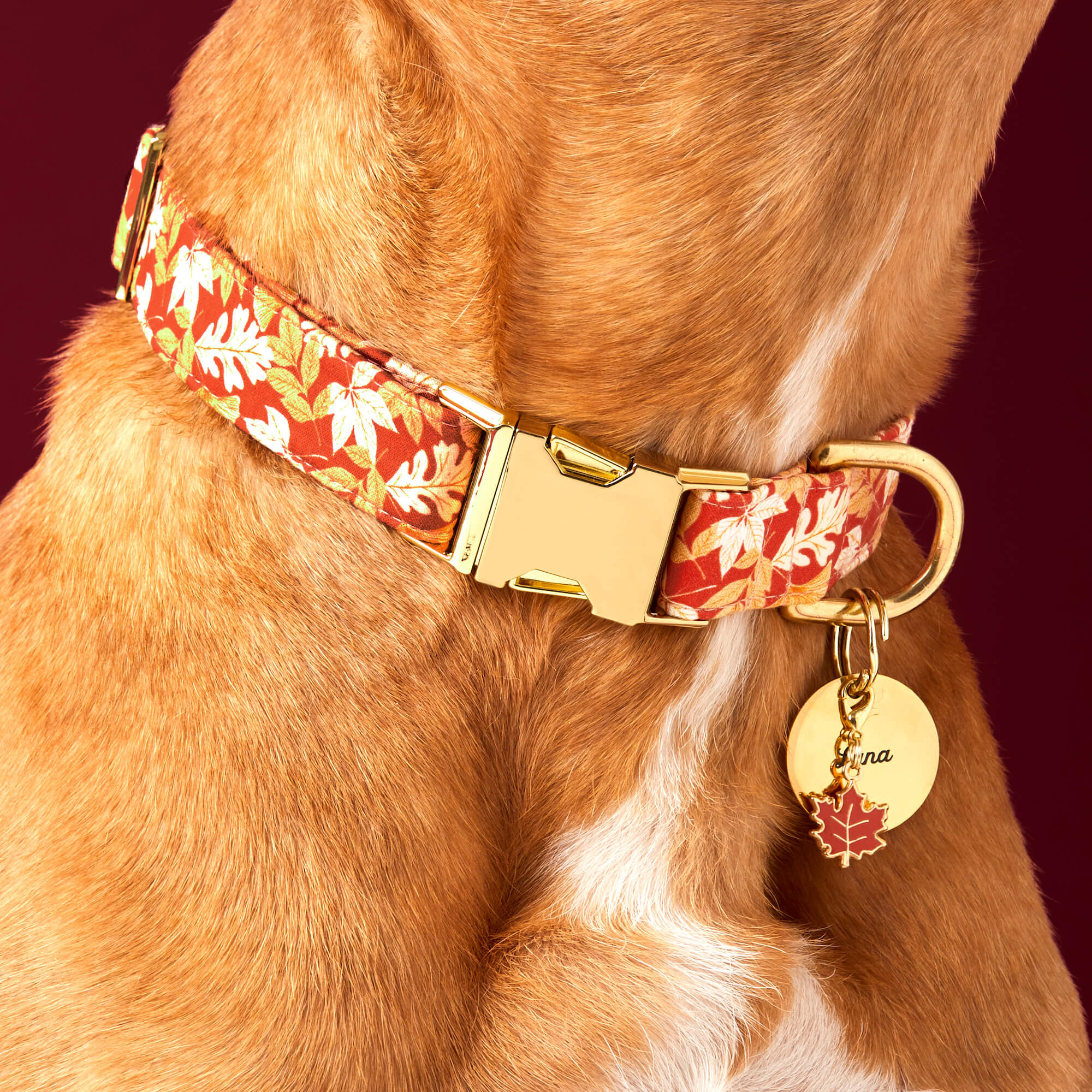 Circle Pet ID Tag - Image 8