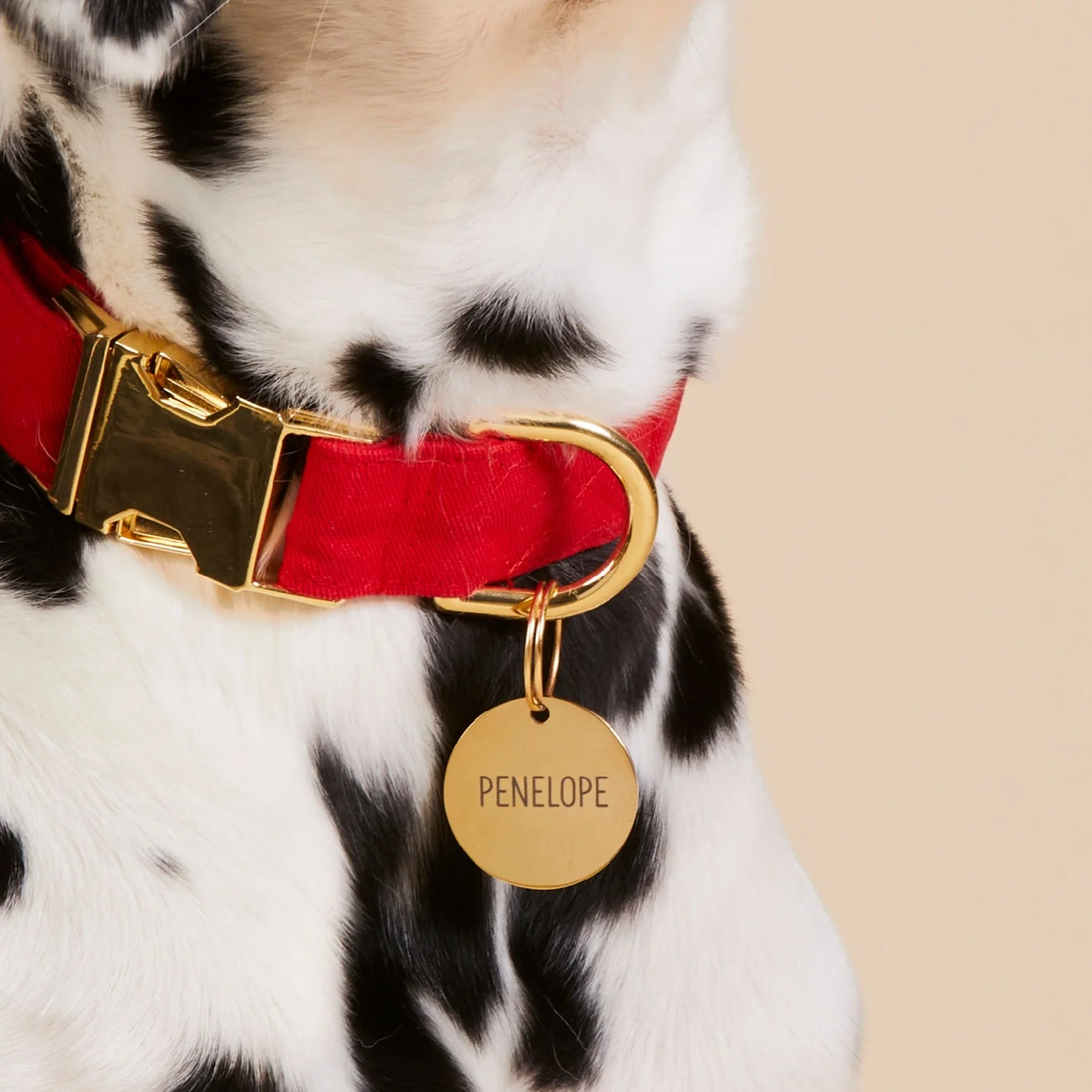 Circle Pet ID Tag - Image 9