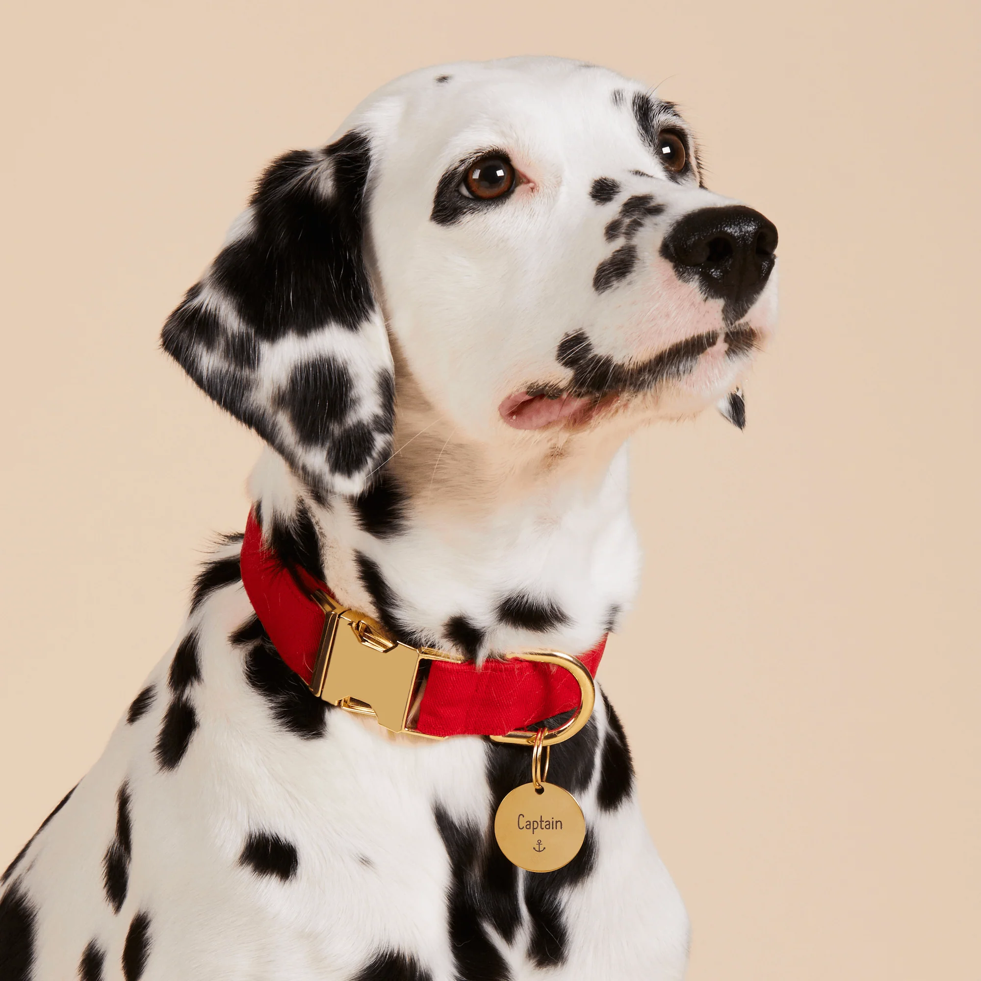 Circle Pet ID Tag: Anchor Icon - Image 5