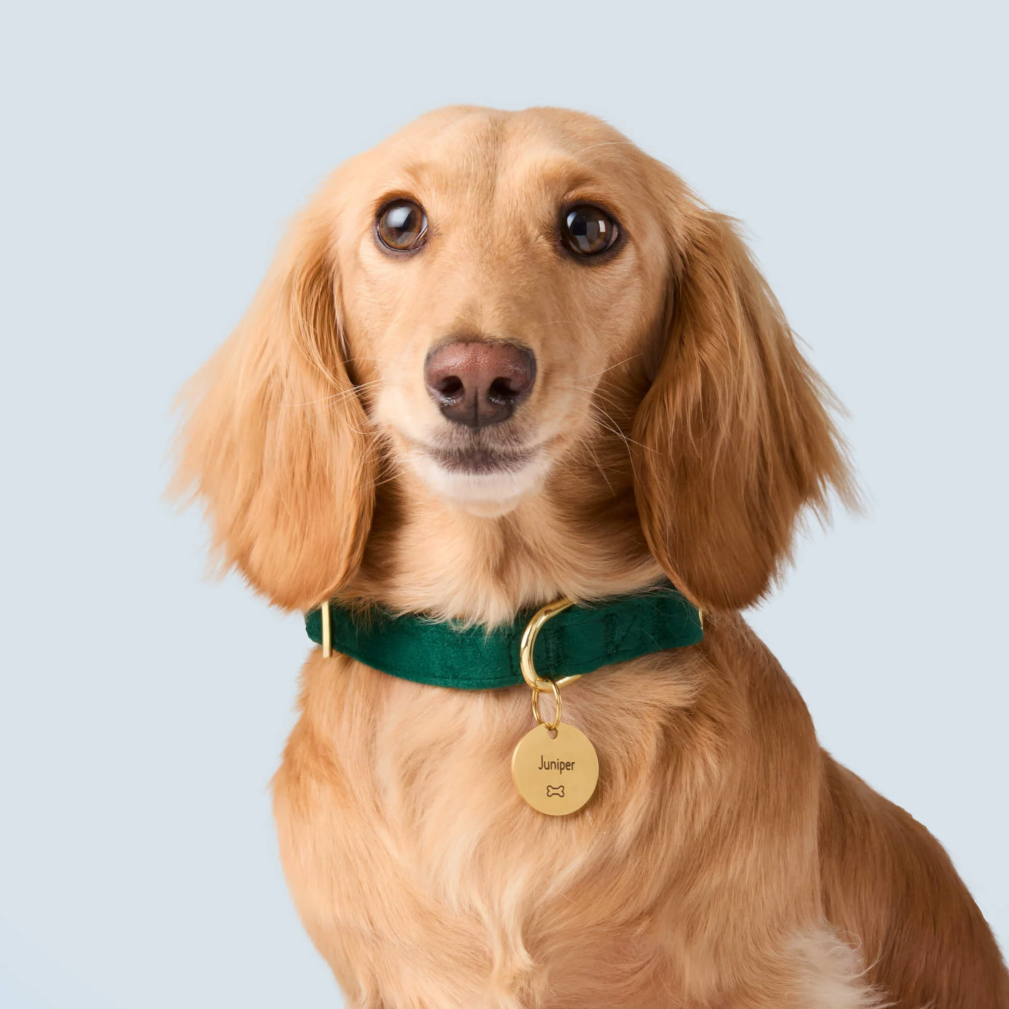 Circle Pet ID Tag: Bone Icon - Image 4