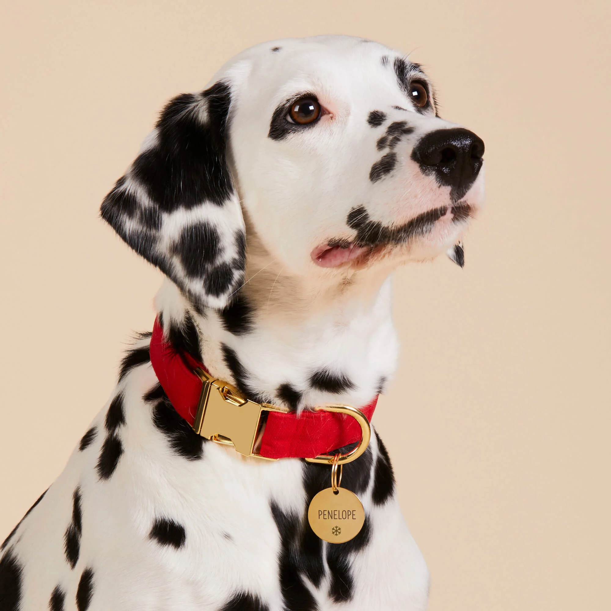 Circle Pet ID Tag: Snowflake Icon - Image 4