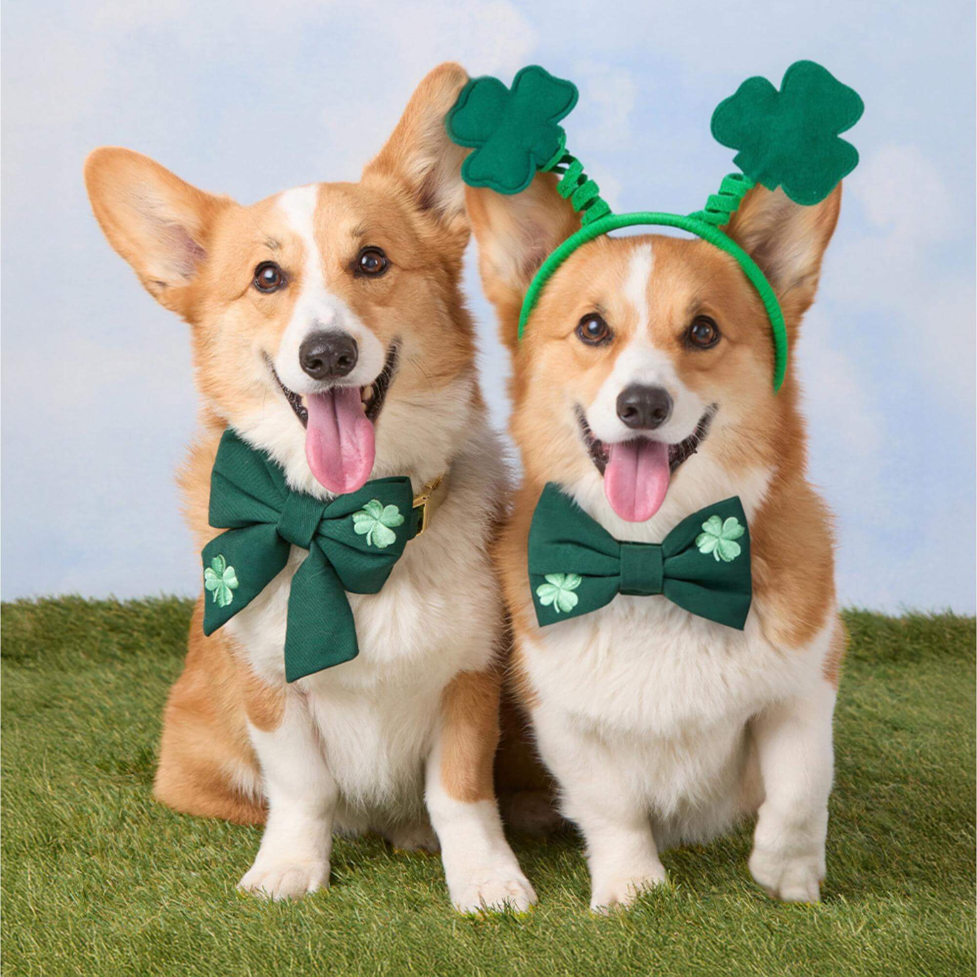 Clover Embroidered Lady Dog Bow - Image 4