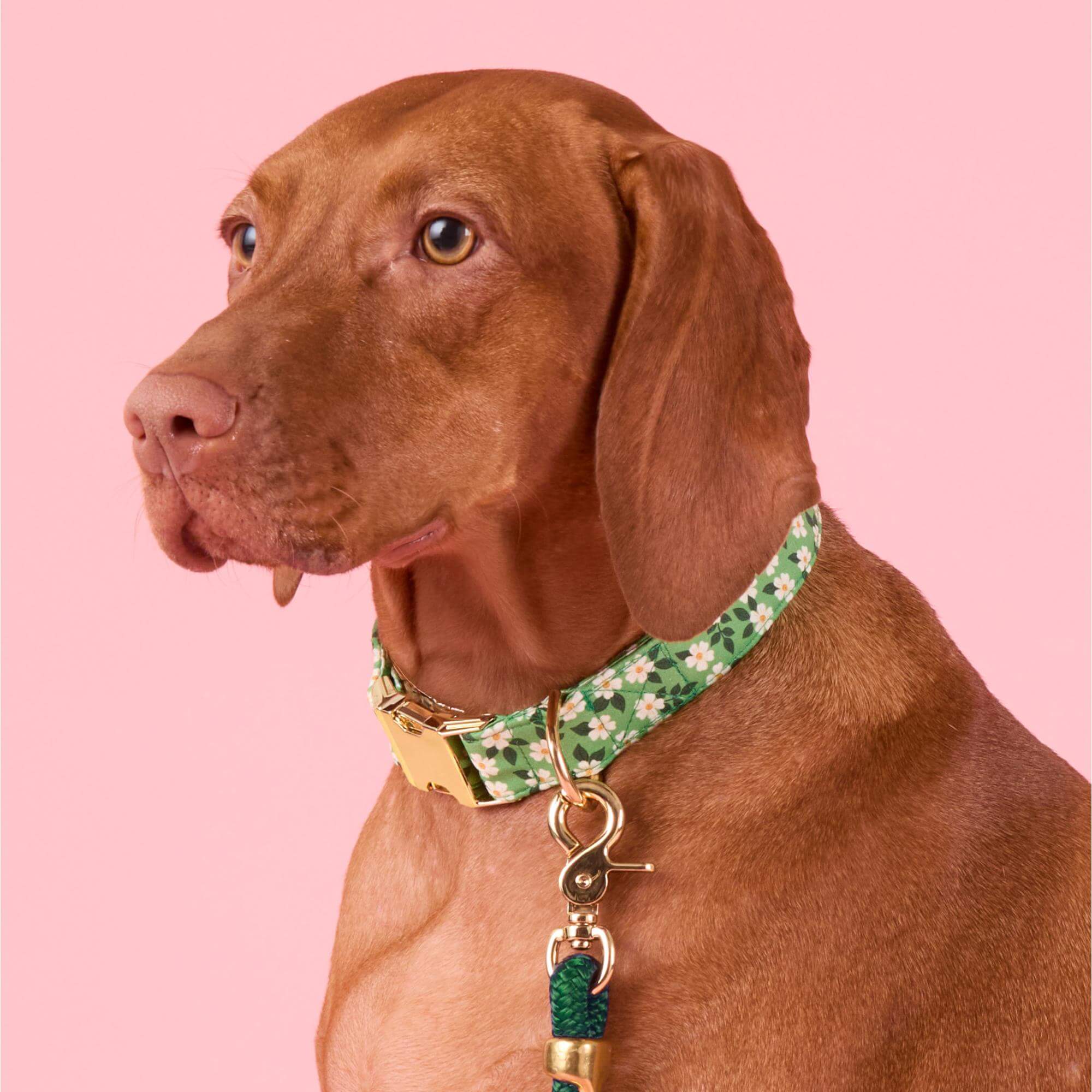 Dainty Daisies Dog Collar - Image 5