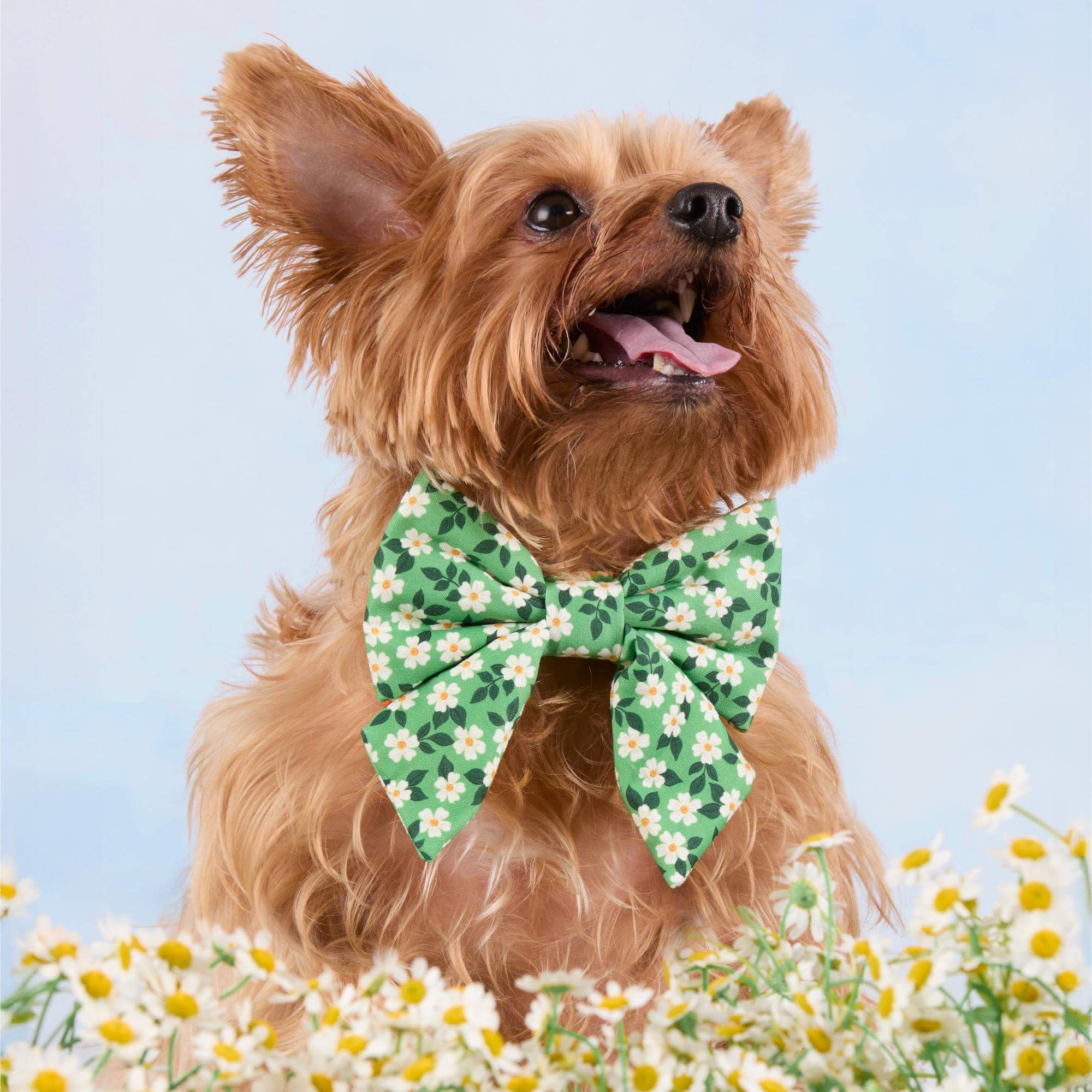 Dainty Daisies Lady Dog Bow - Image 3
