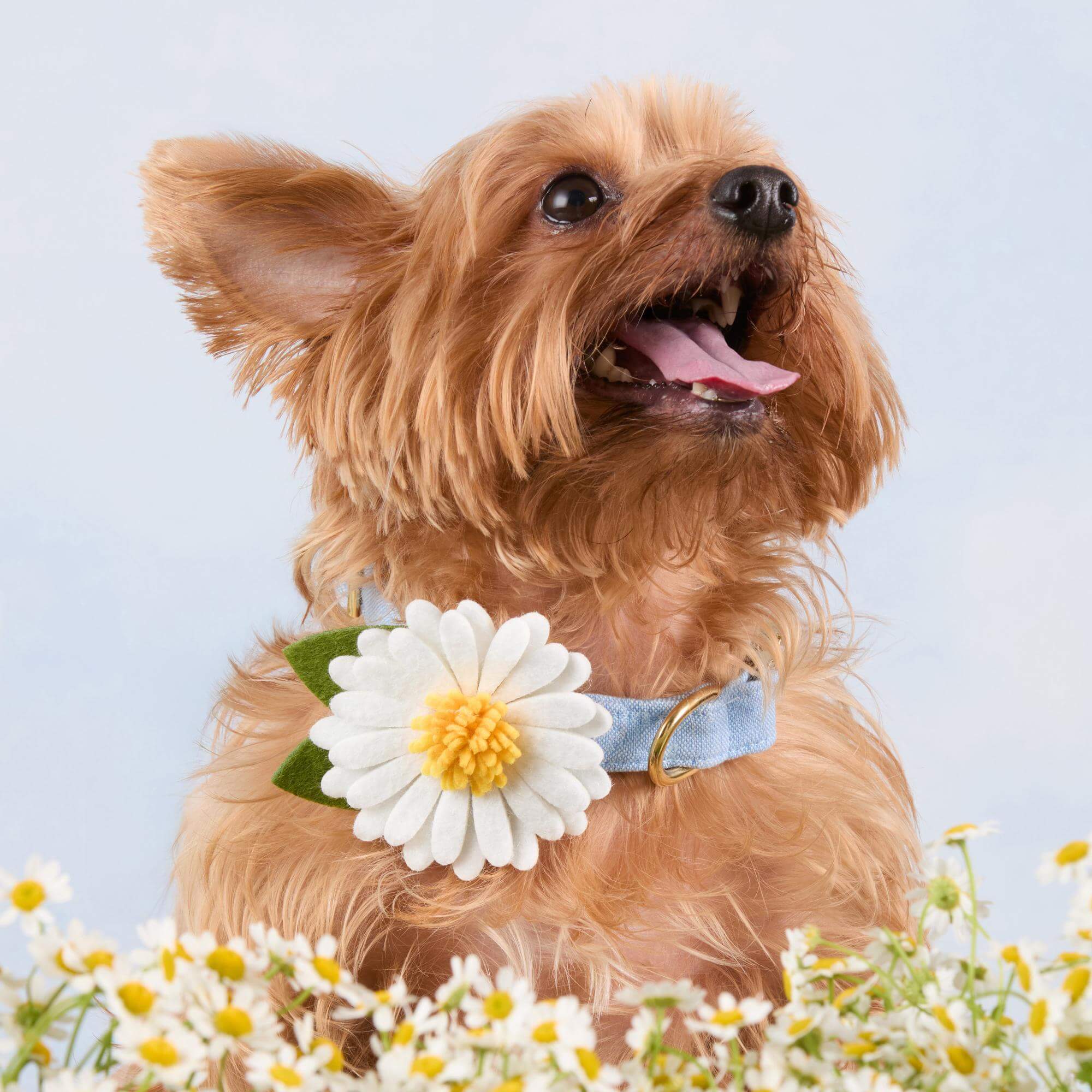 Daisy Dog Collar Flower Set - Image 4