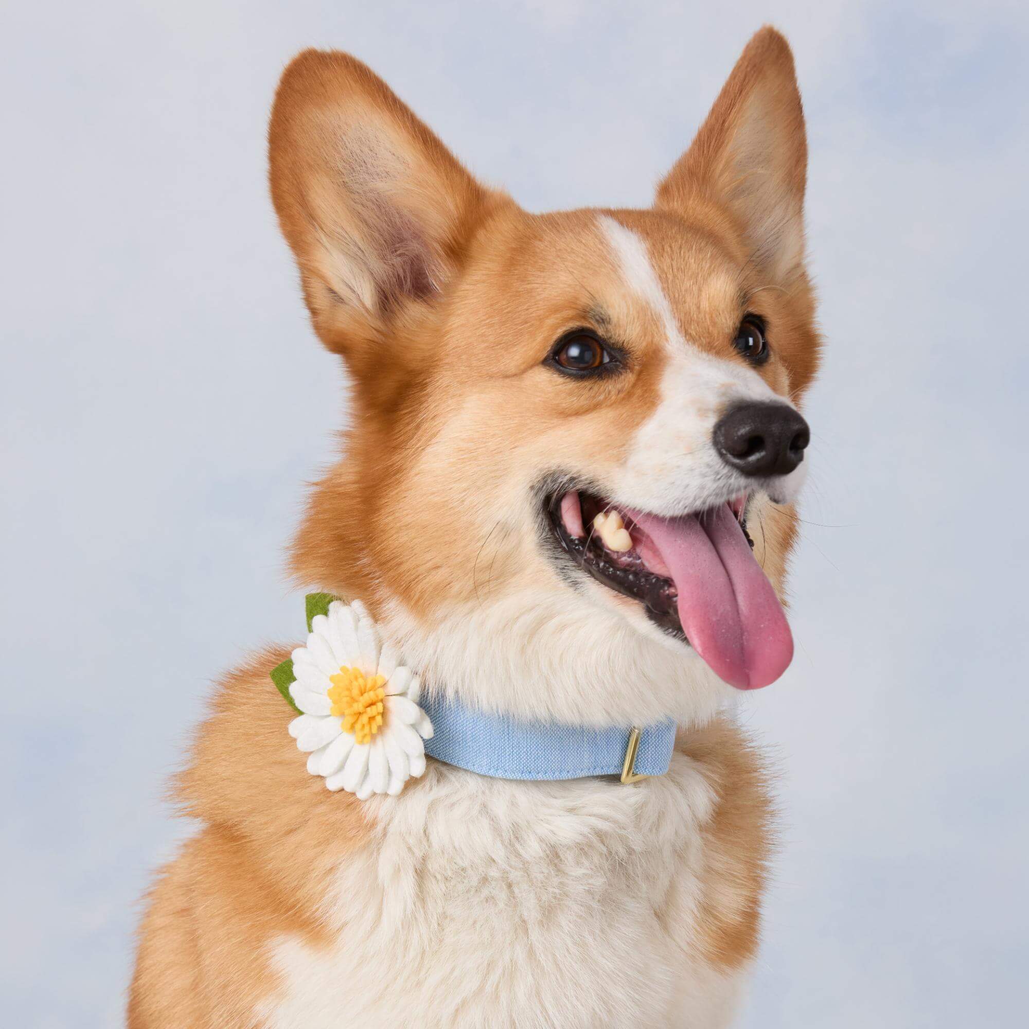 Daisy Dog Collar Flower Set - Image 5