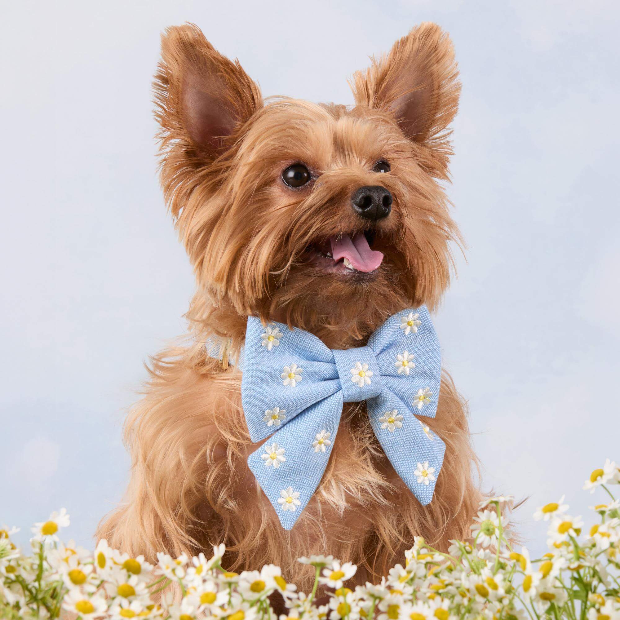 Daisy Embroidered Lady Bow Collar - Image 4