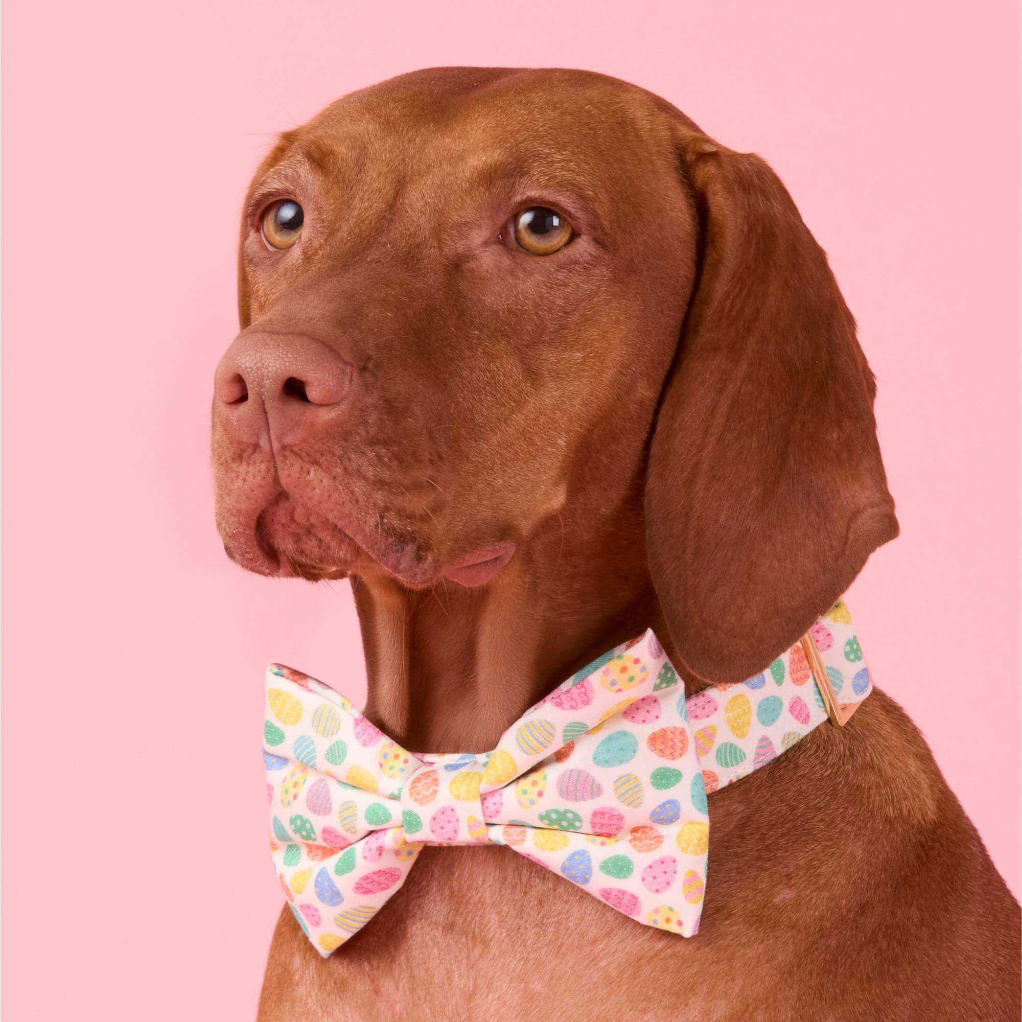 Easter Eggs Dog Bow Tie - Image 4