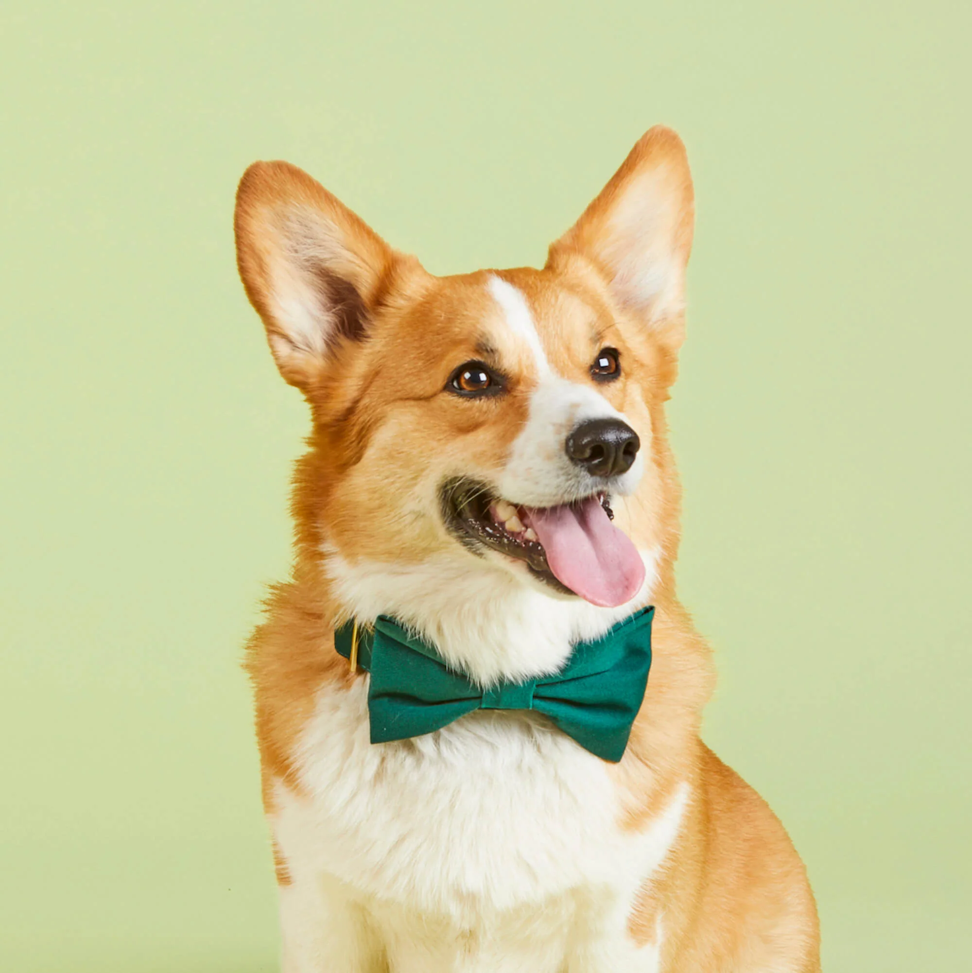 Evergreen Bow Tie Collar - Image 5