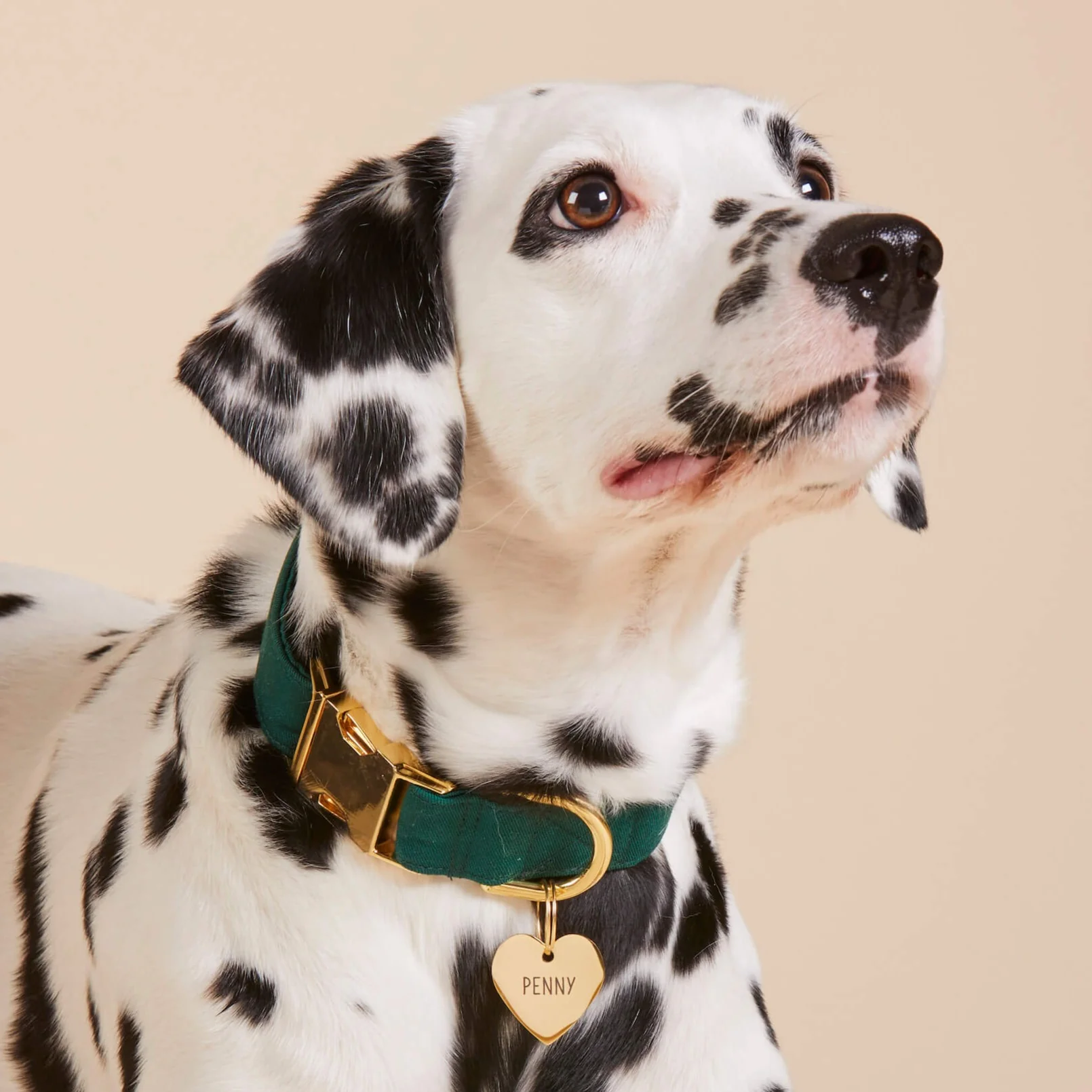 Evergreen Dog Collar - Image 6