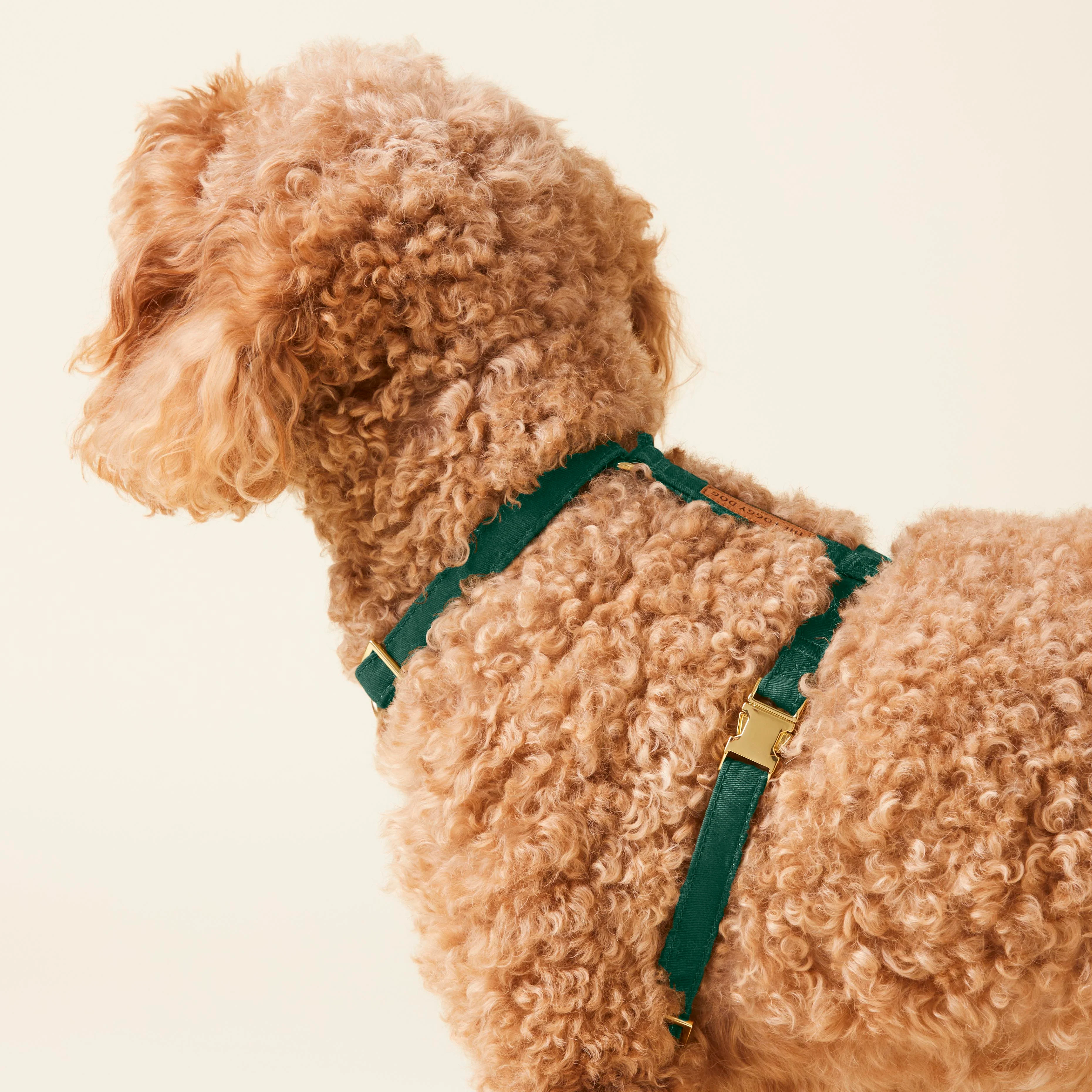 Evergreen Dog Harness - Image 6