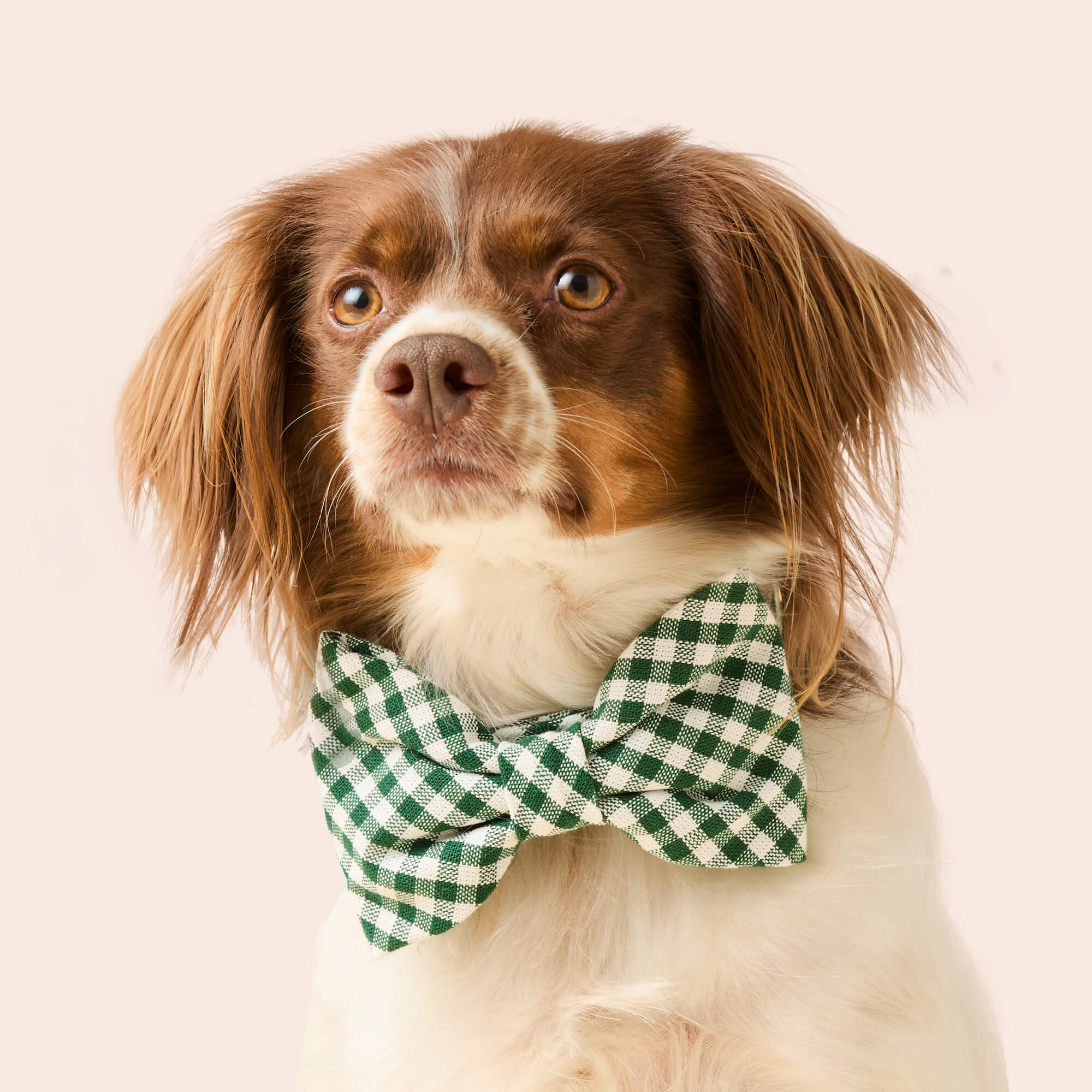 Evergreen Gingham Bow Tie Collar - Image 4