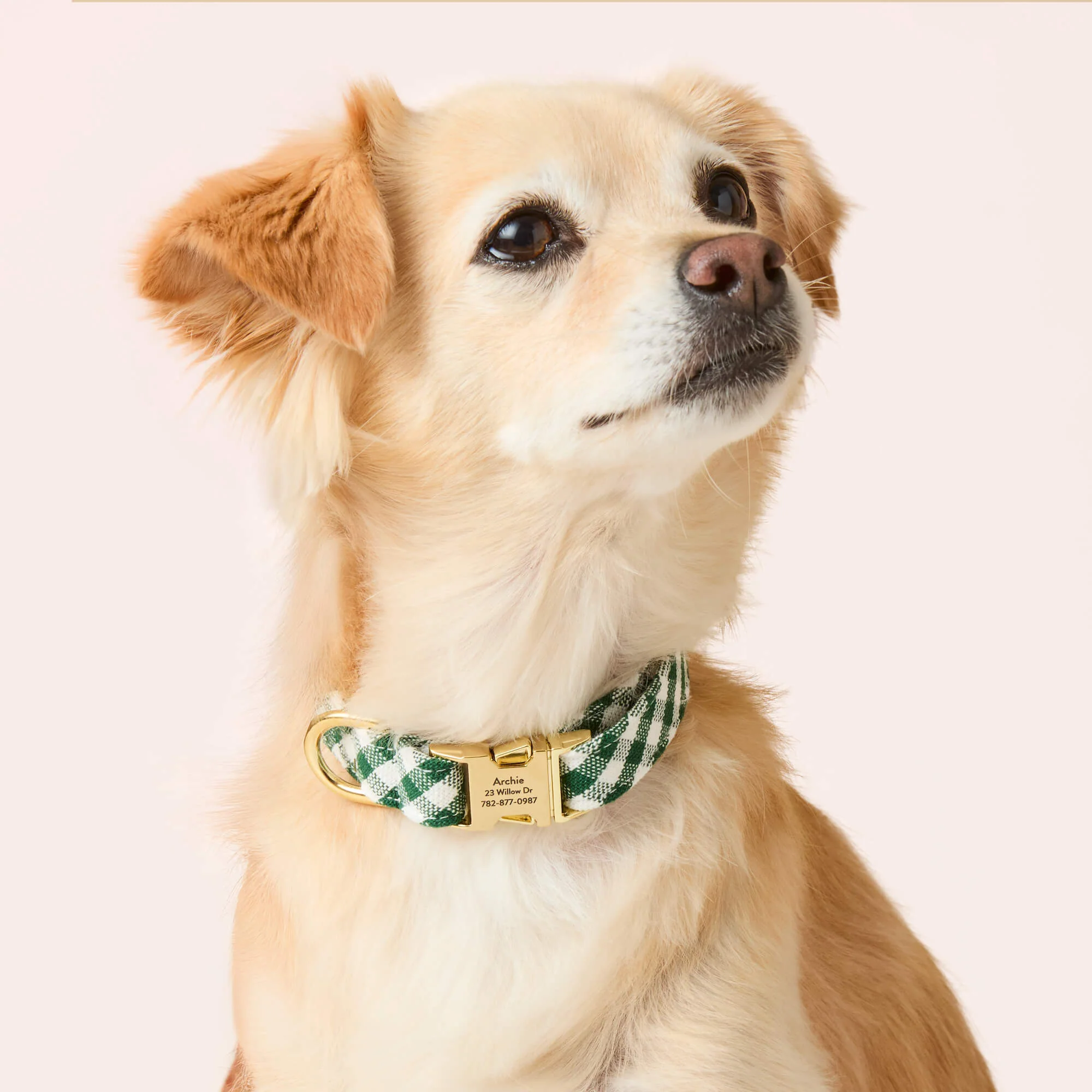Evergreen Gingham Dog Collar - Image 6