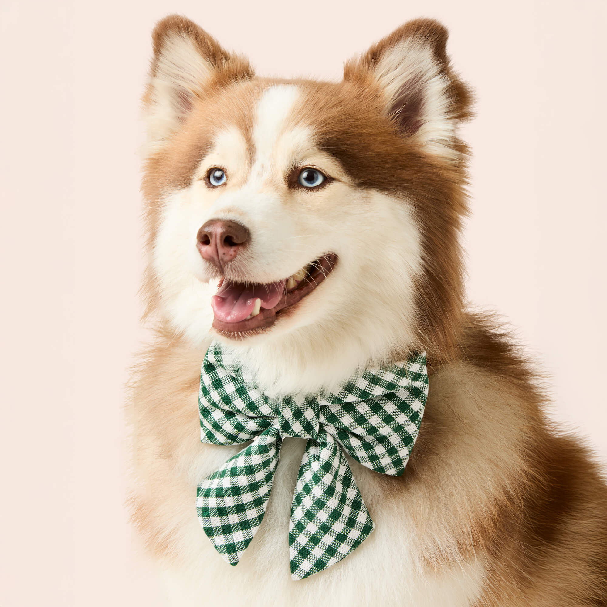 Evergreen Gingham Lady Bow Collar - Image 4