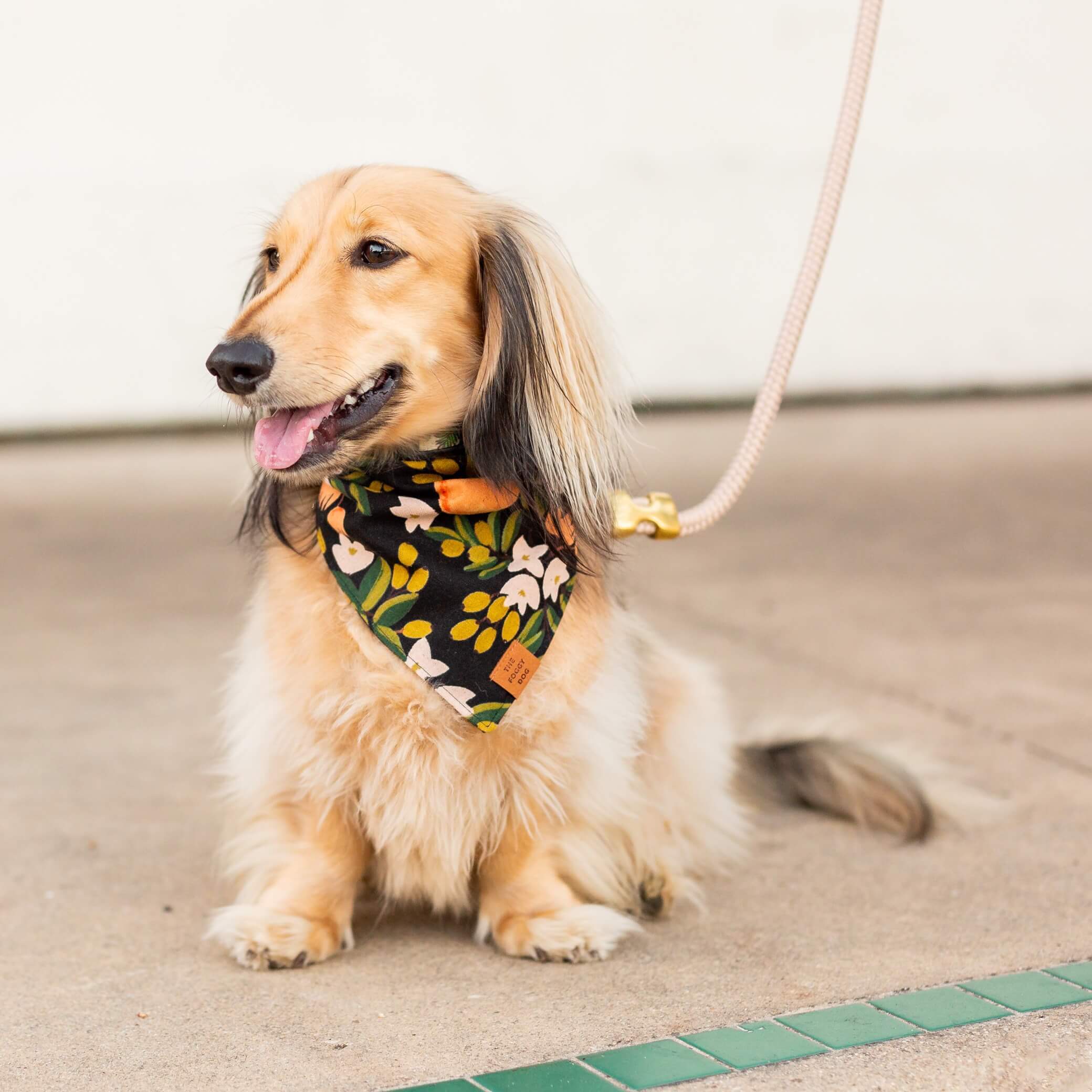 Flax Marine Rope Dog Leash - Image 5