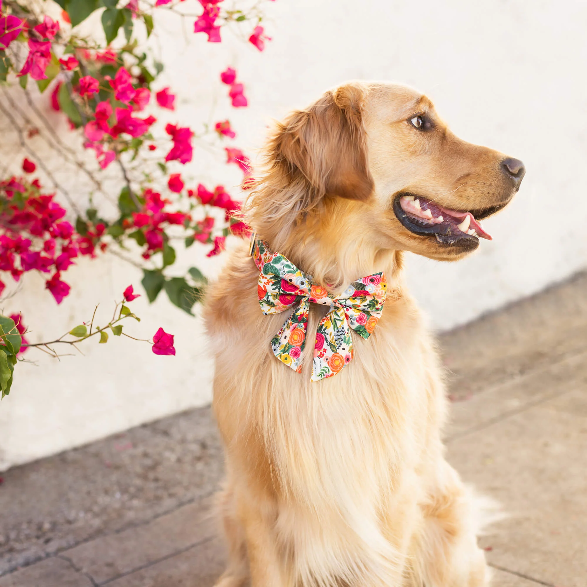 Garden Party Lady Bow Collar - Image 5