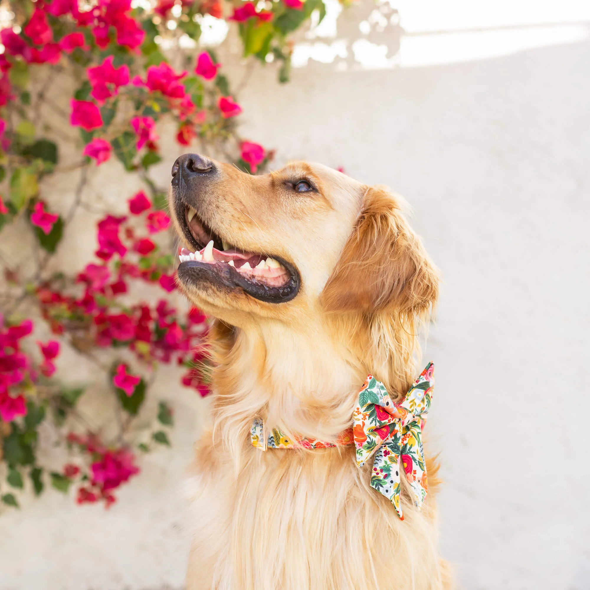 Garden Party Lady Bow Collar - Image 6