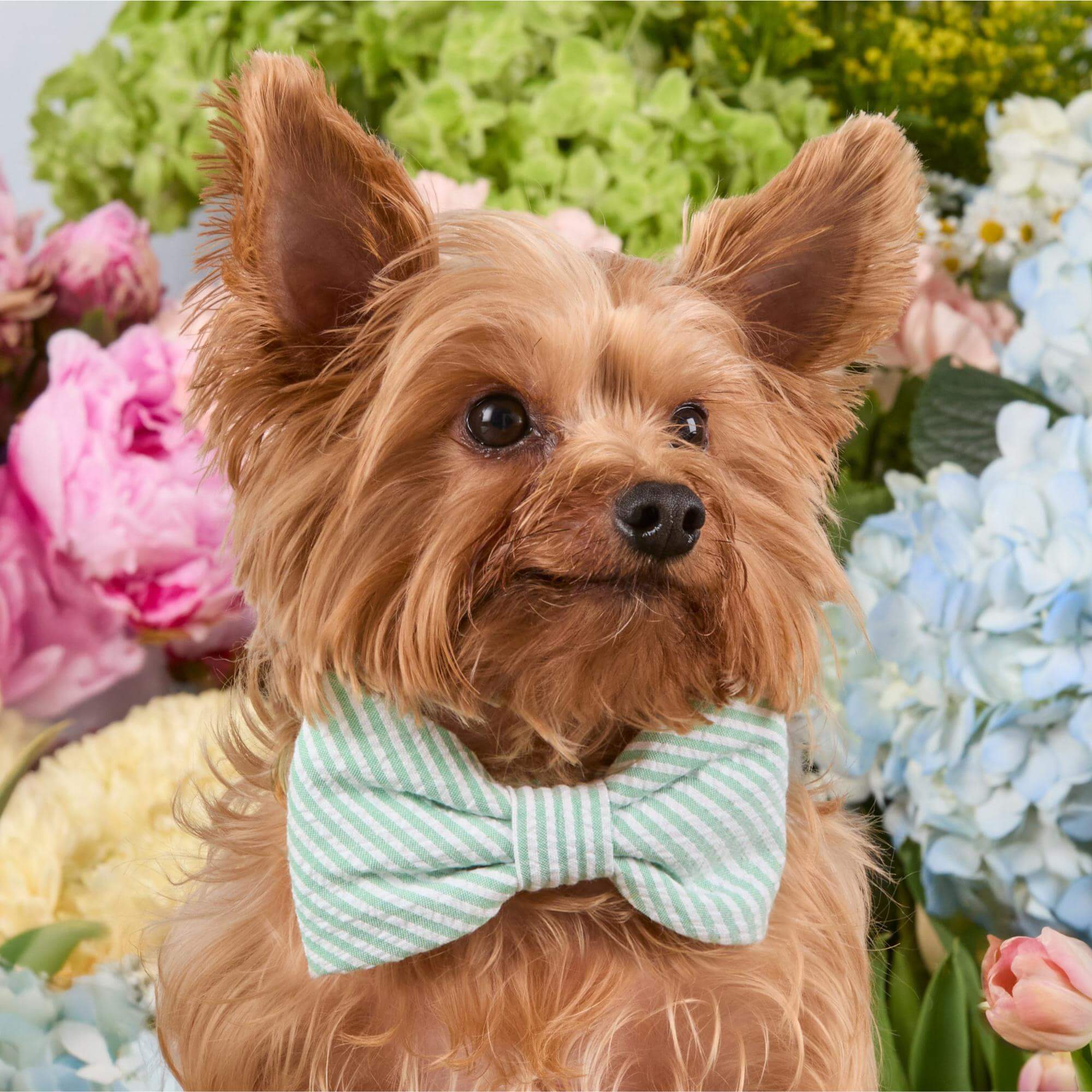 Green Seersucker Dog Bow Tie - Image 3