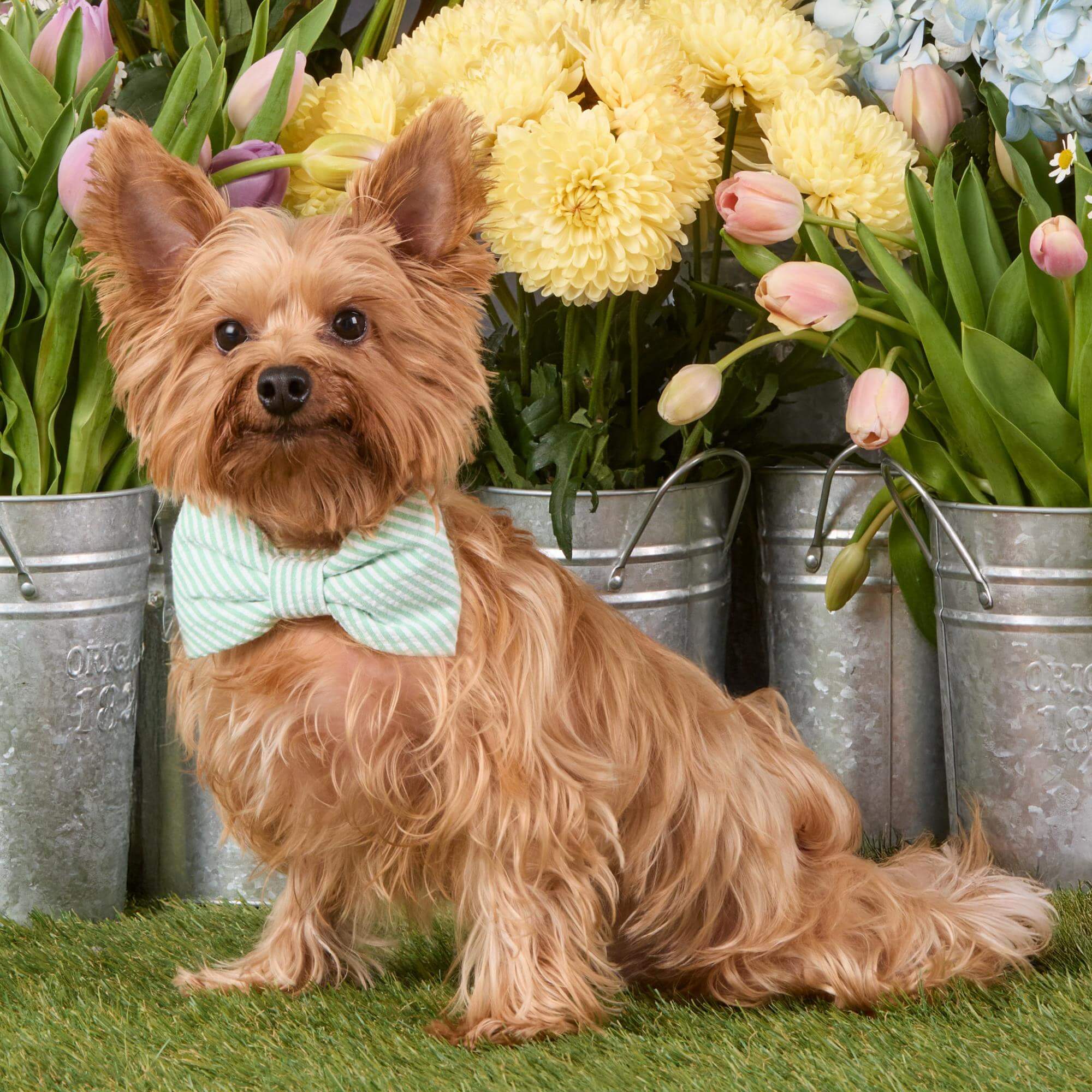 Green Seersucker Dog Bow Tie - Image 4