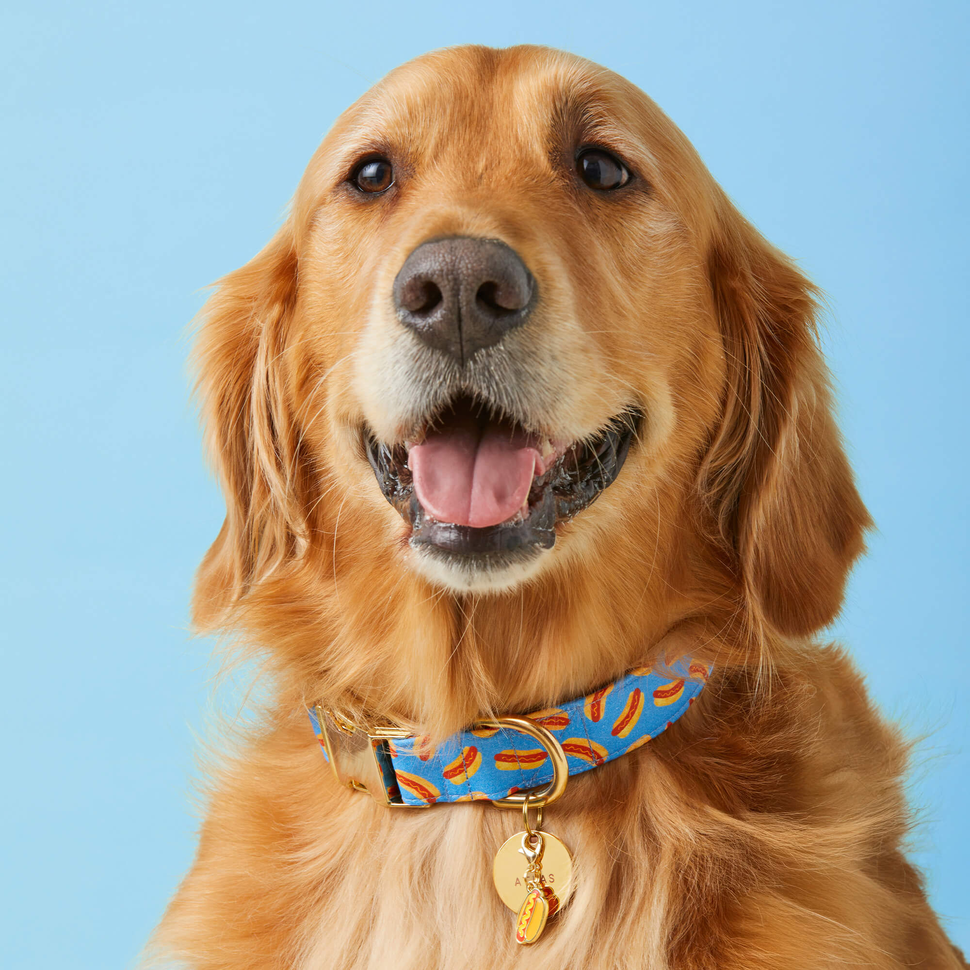 Hot Diggity Collar Walk Set - Image 5