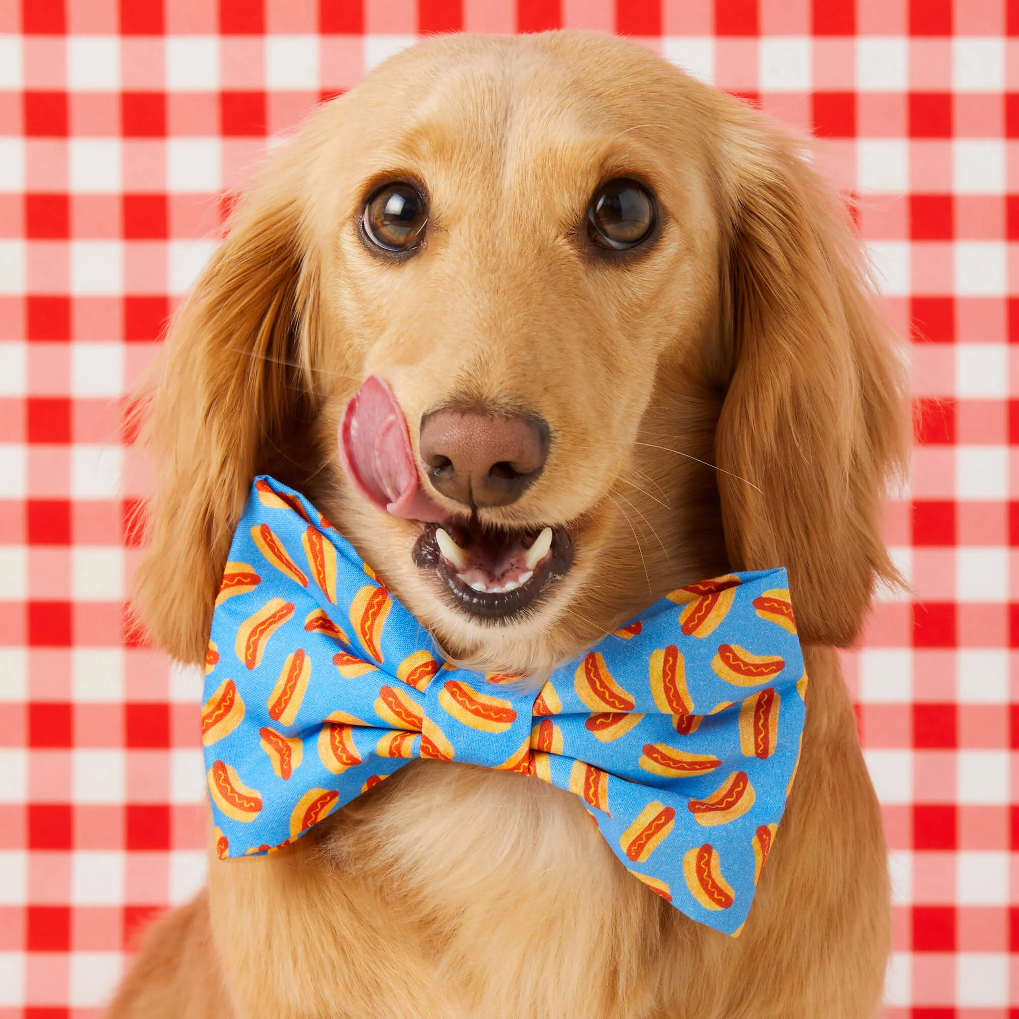 Hot Diggity Dog Bow Tie - Image 3