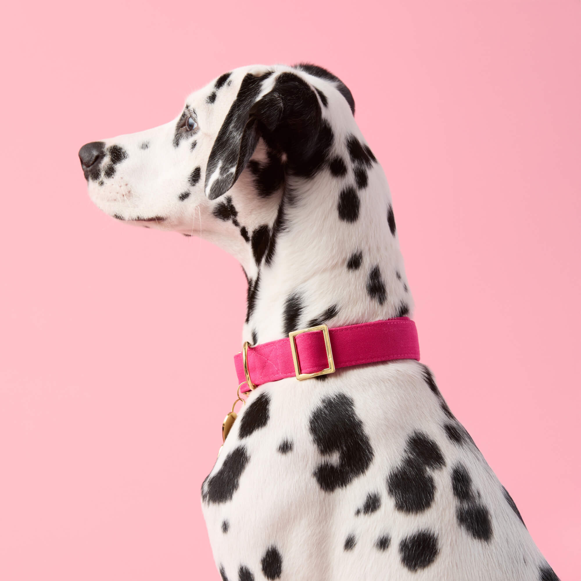 Hot Pink Dog Collar - Image 6