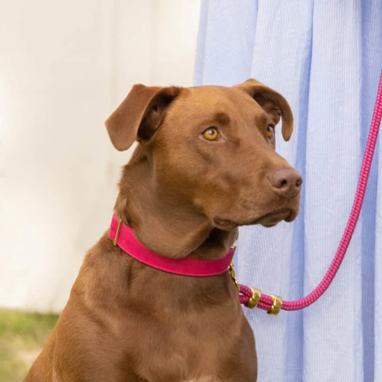 Hot Pink Dog Collar - Image 8