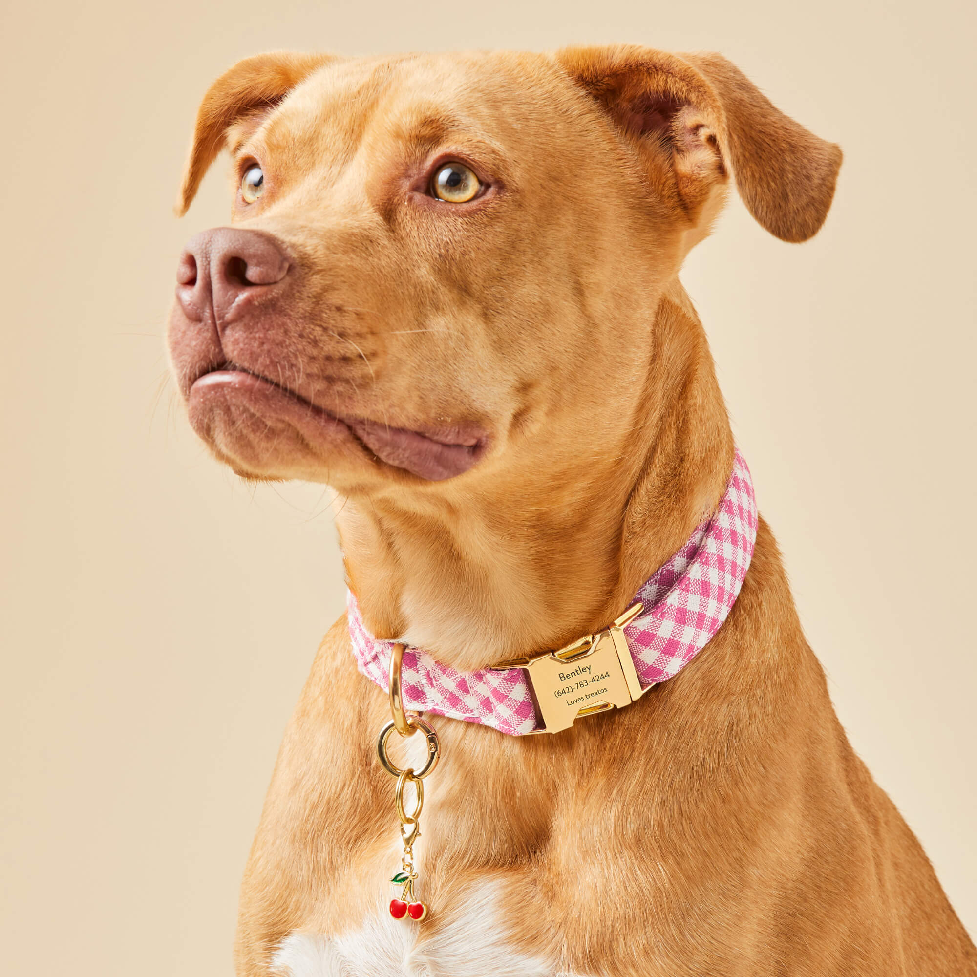 Hot Pink Gingham Dog Collar - Image 5