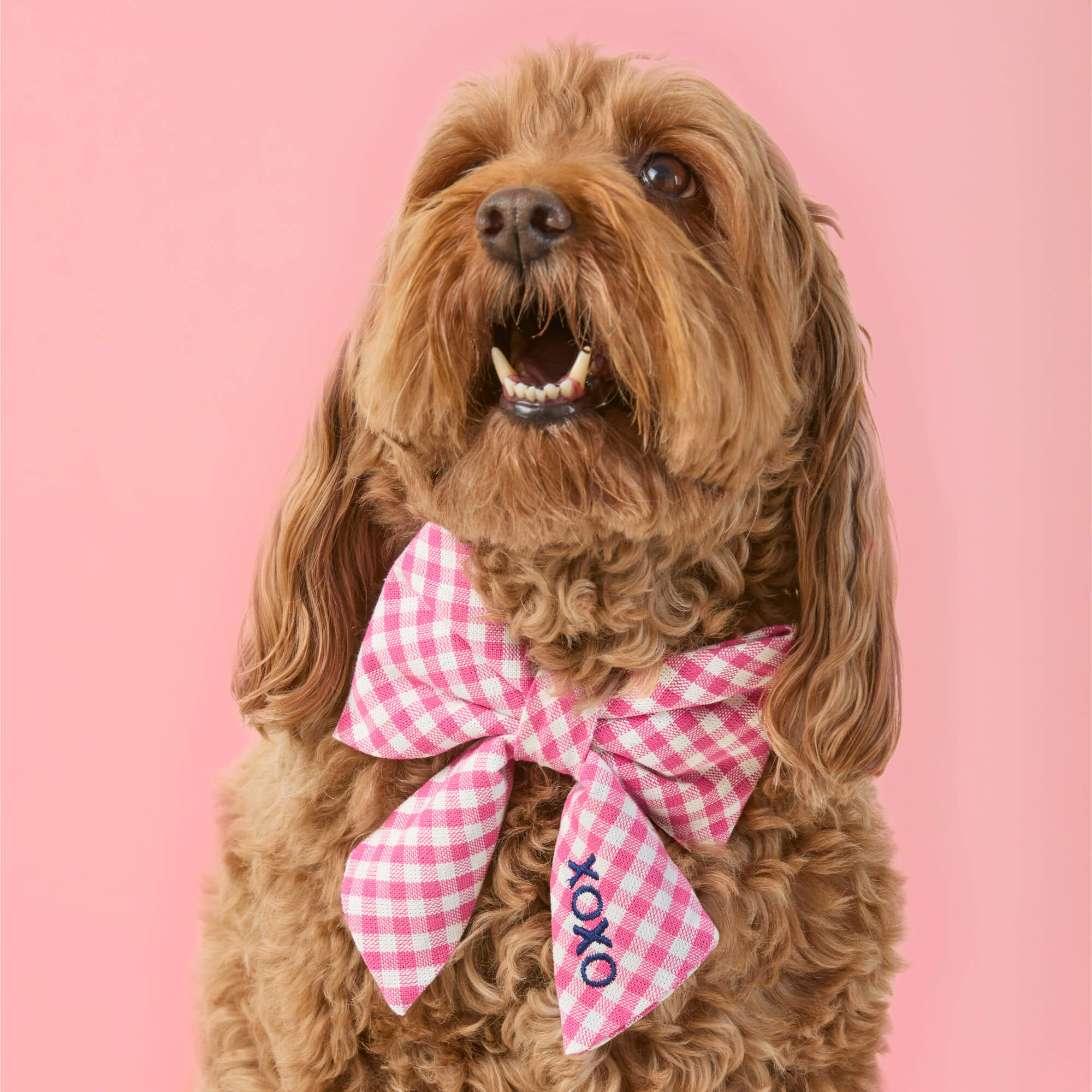 Hot Pink Gingham Lady Bow Collar - Image 5