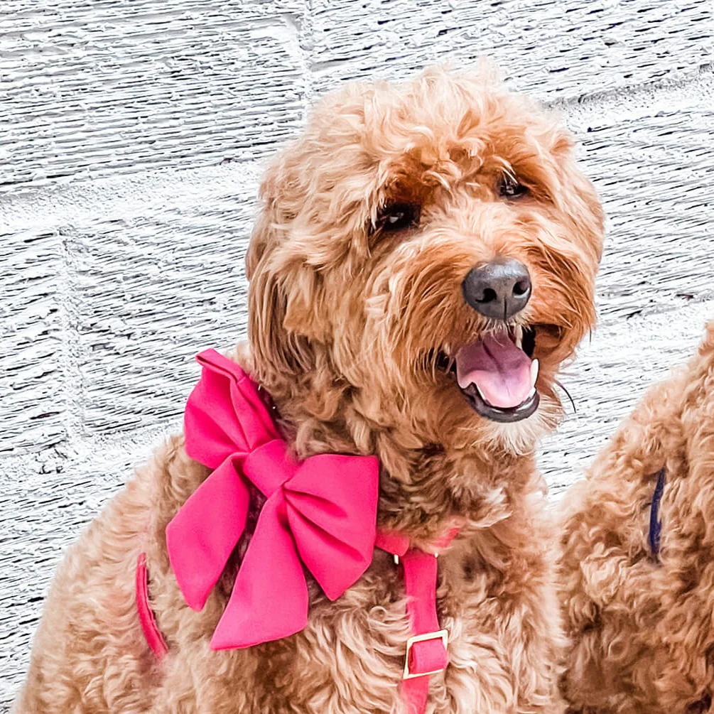 Hot Pink Lady Dog Bow - Image 6