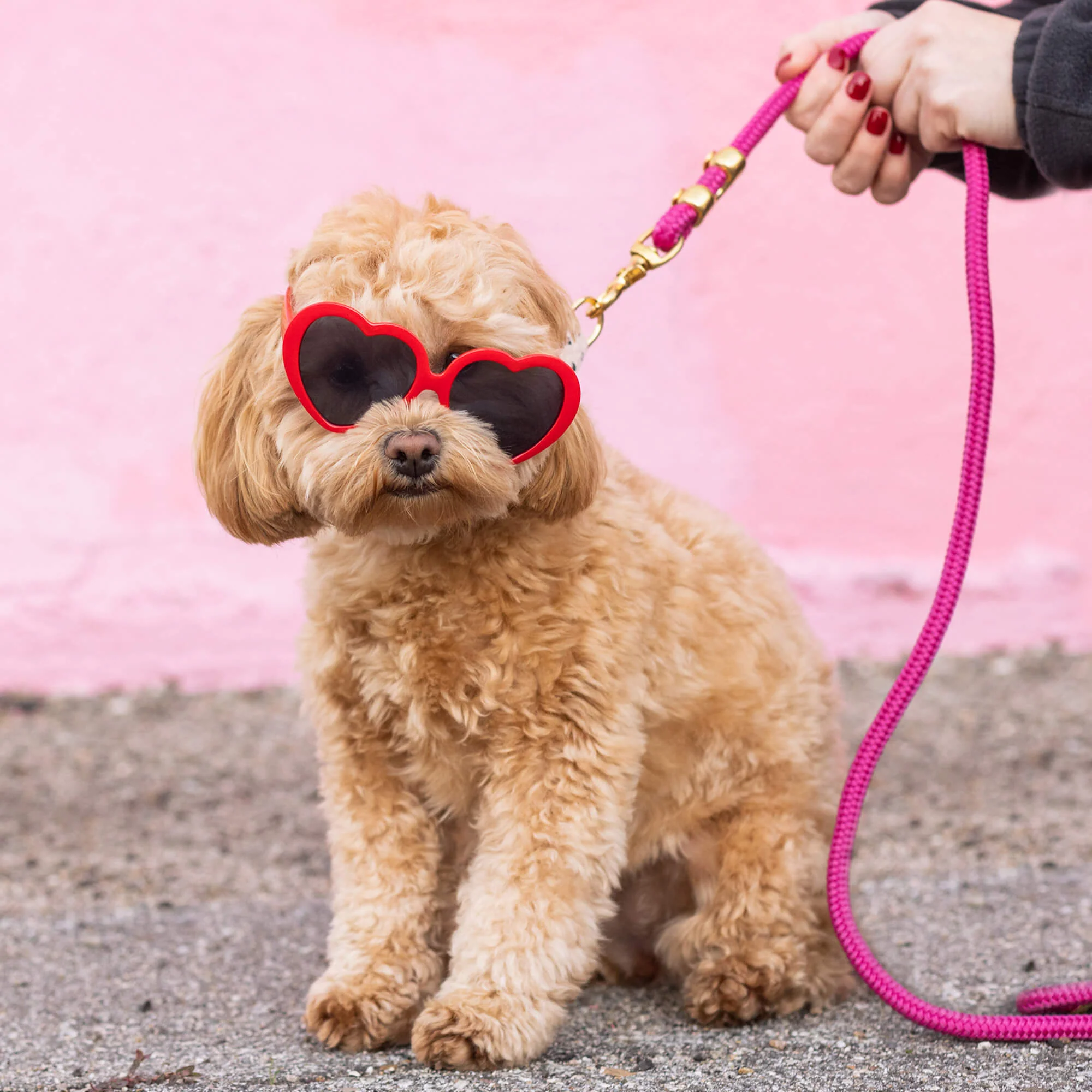 Hot Pink Marine Rope Dog Leash - Image 7
